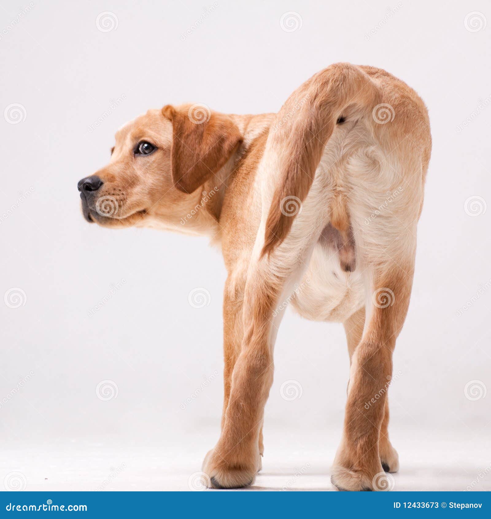 Hintere Ansicht Eines Welpenhundes Stockbild Bild von schnitt