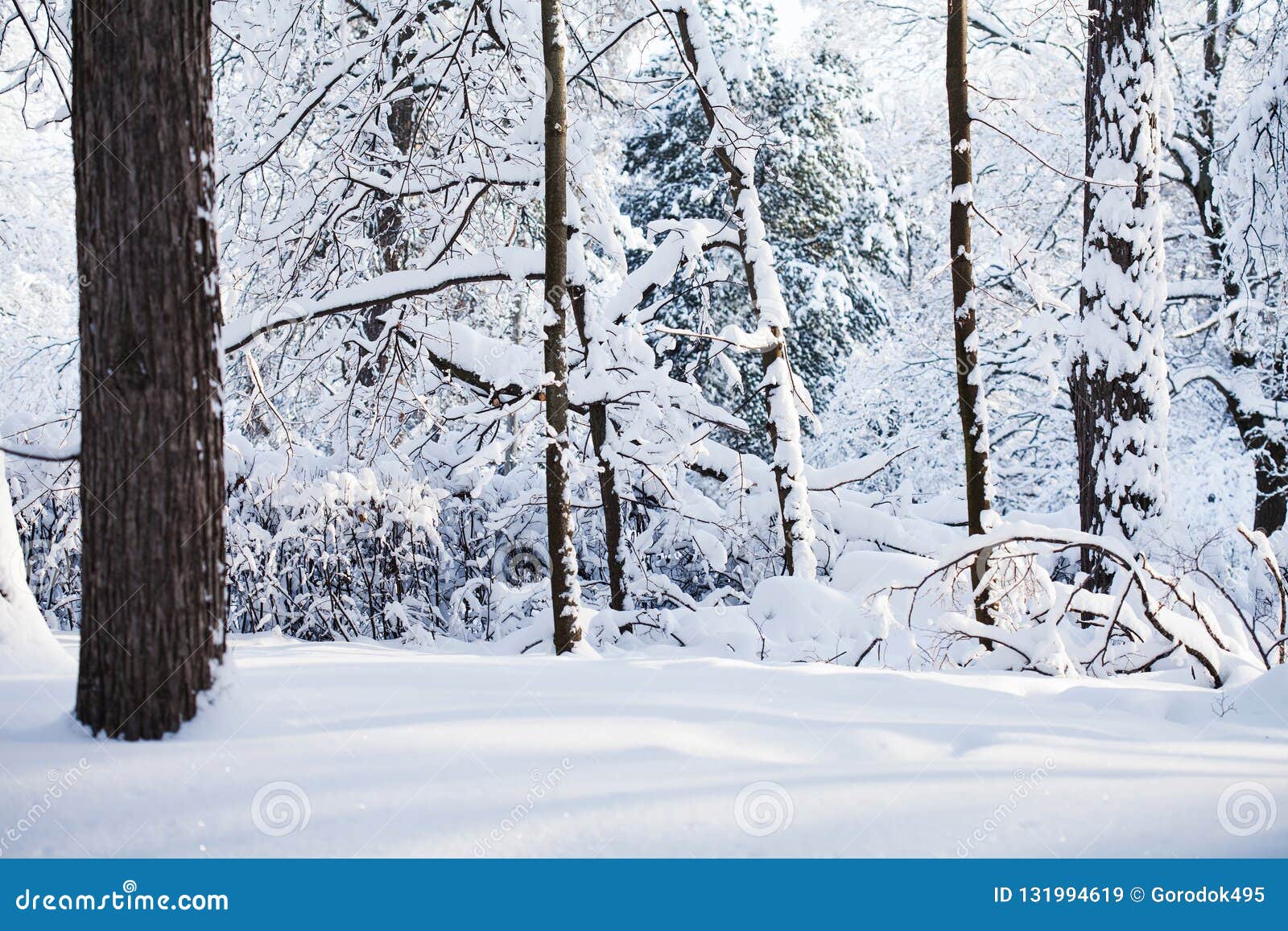 Hintergrund Des Verschneiten Winters Wald Szene Des Kühlen Wetters 