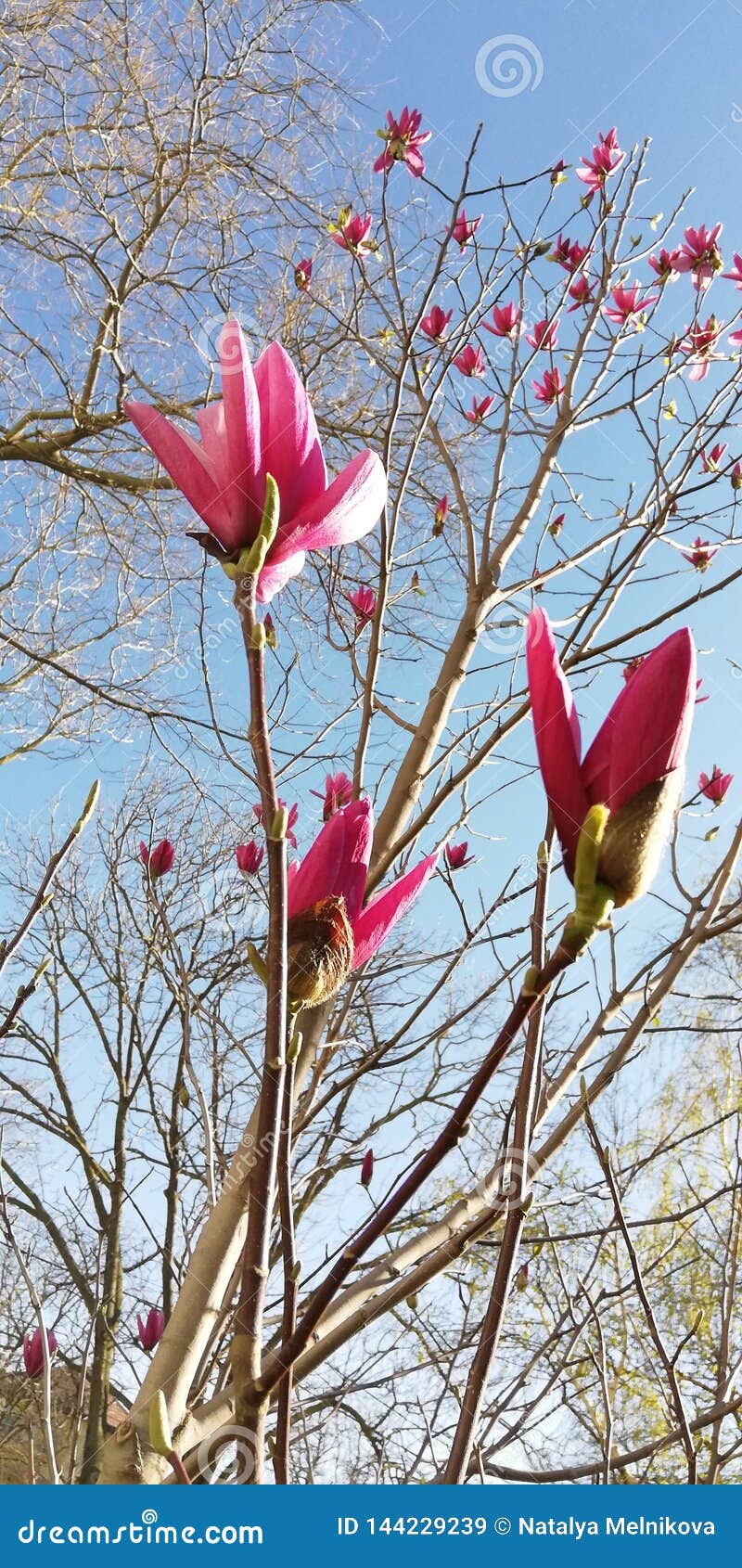 Hintergrund Magnolienblumenknospen gegen die blauer Himmel- und Frühlingsbäume. Leichter transparenter Frühlingshintergrund Die wunderbaren ungewöhnlichen Knospen der rosa Magnolie stehen heraus offenbar gegen den hellen blauen Frühlingshimmel Baumaste mit noch unblown Blättern stellen eine seltsame, helle Konturnzeichnung her, die die Weichheit von Blumen und die Unendlichkeit des Himmels hervorhebt