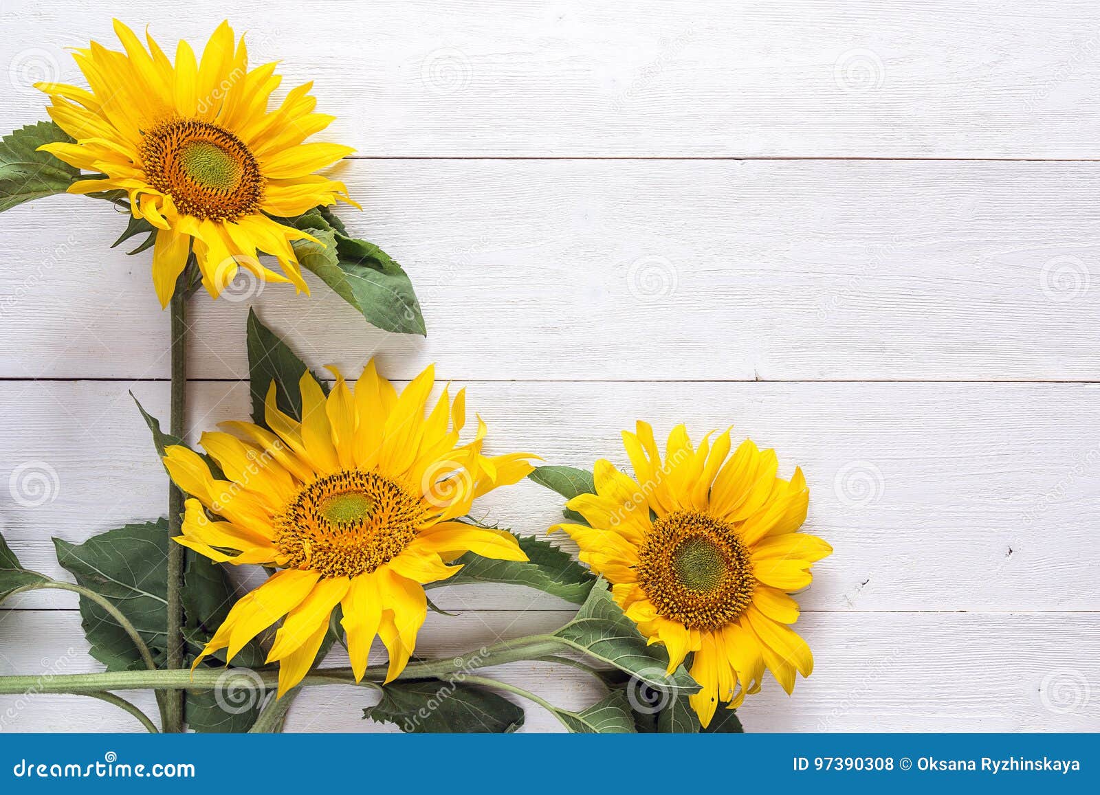 Hintergrund Mit Einem Blumenstrauß Von Gelben Sonnenblumen ...