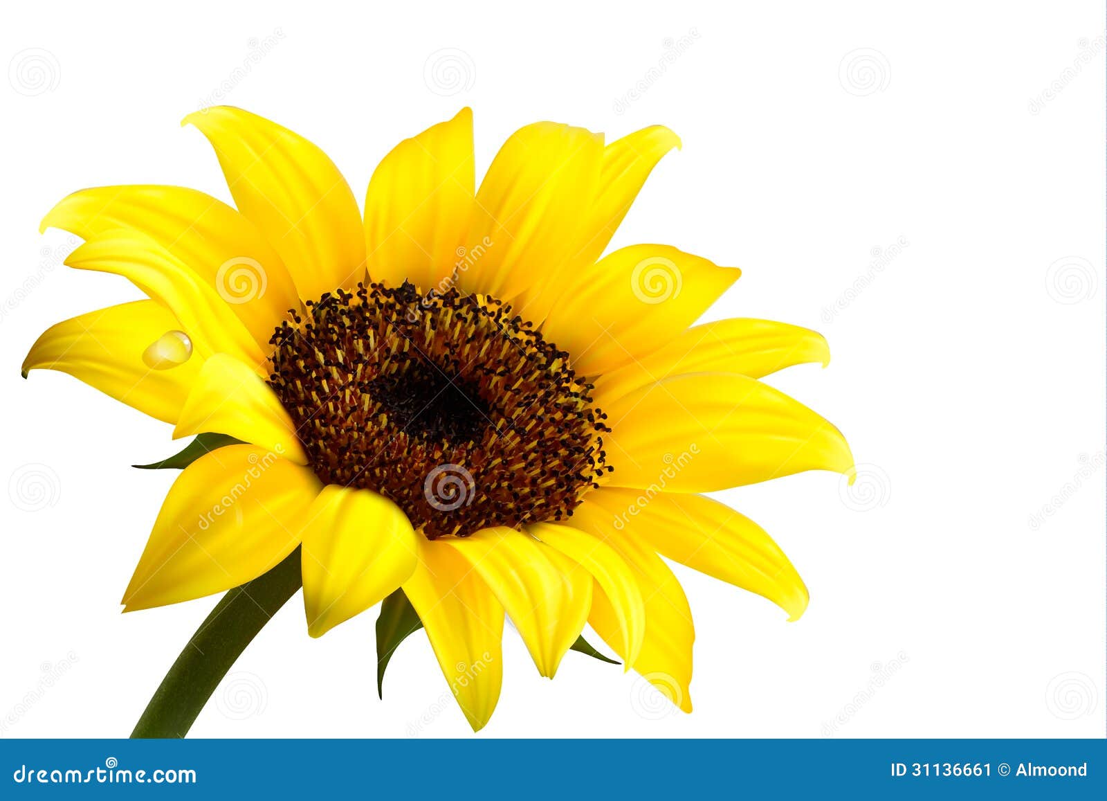 clipart kostenlos sonnenblume - photo #42