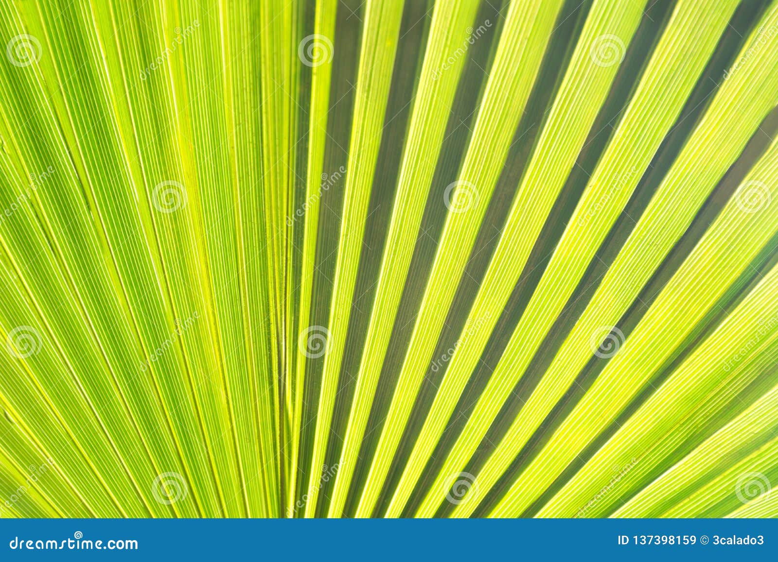 Hintergrund: grünes Palmblatt hintergrundbeleuchtet mit Sonnenlicht