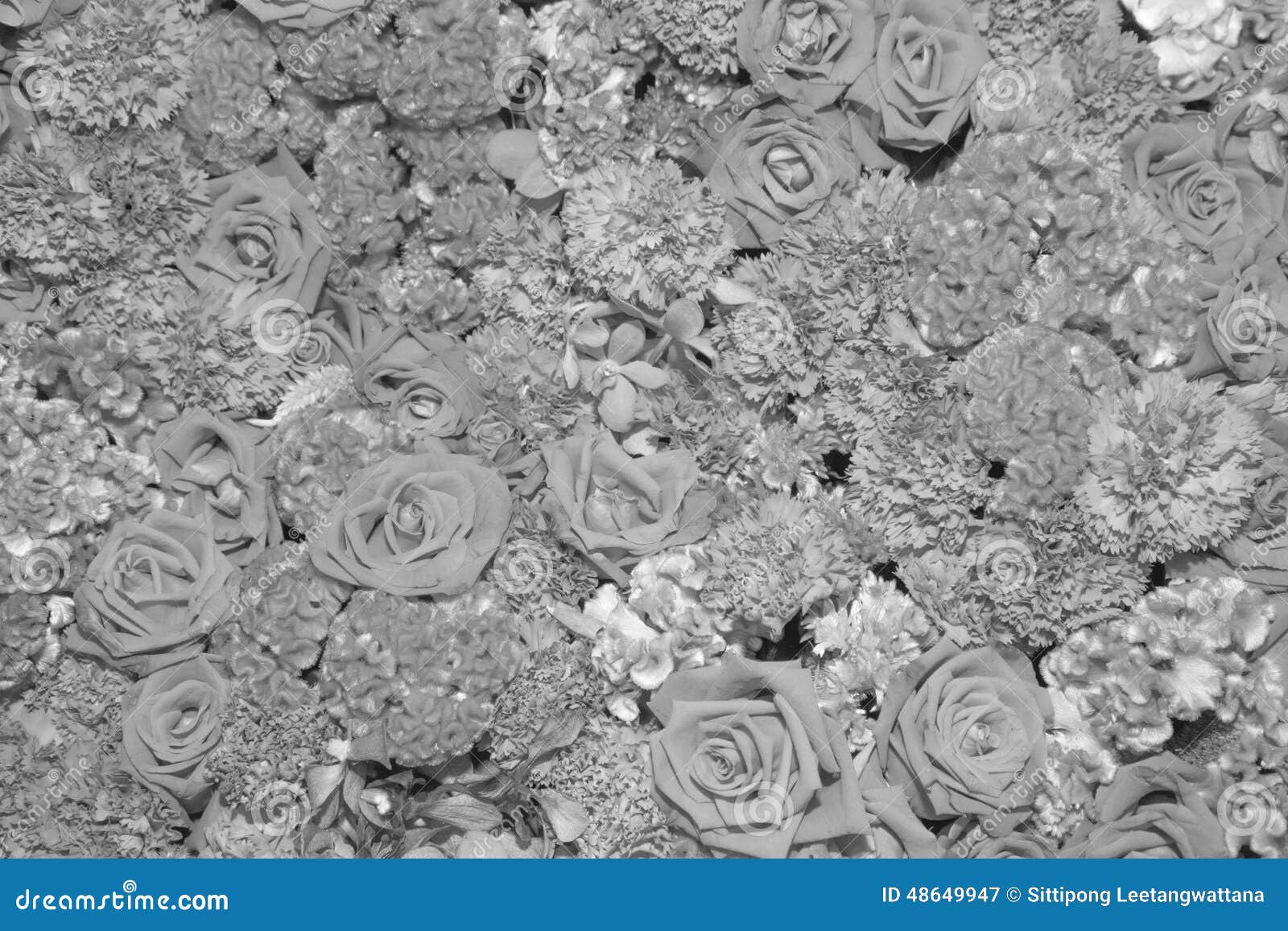 Hintergrund Von Blumen Schwarzweiss Stockbild Bild Von Schwarzweiss Blumen