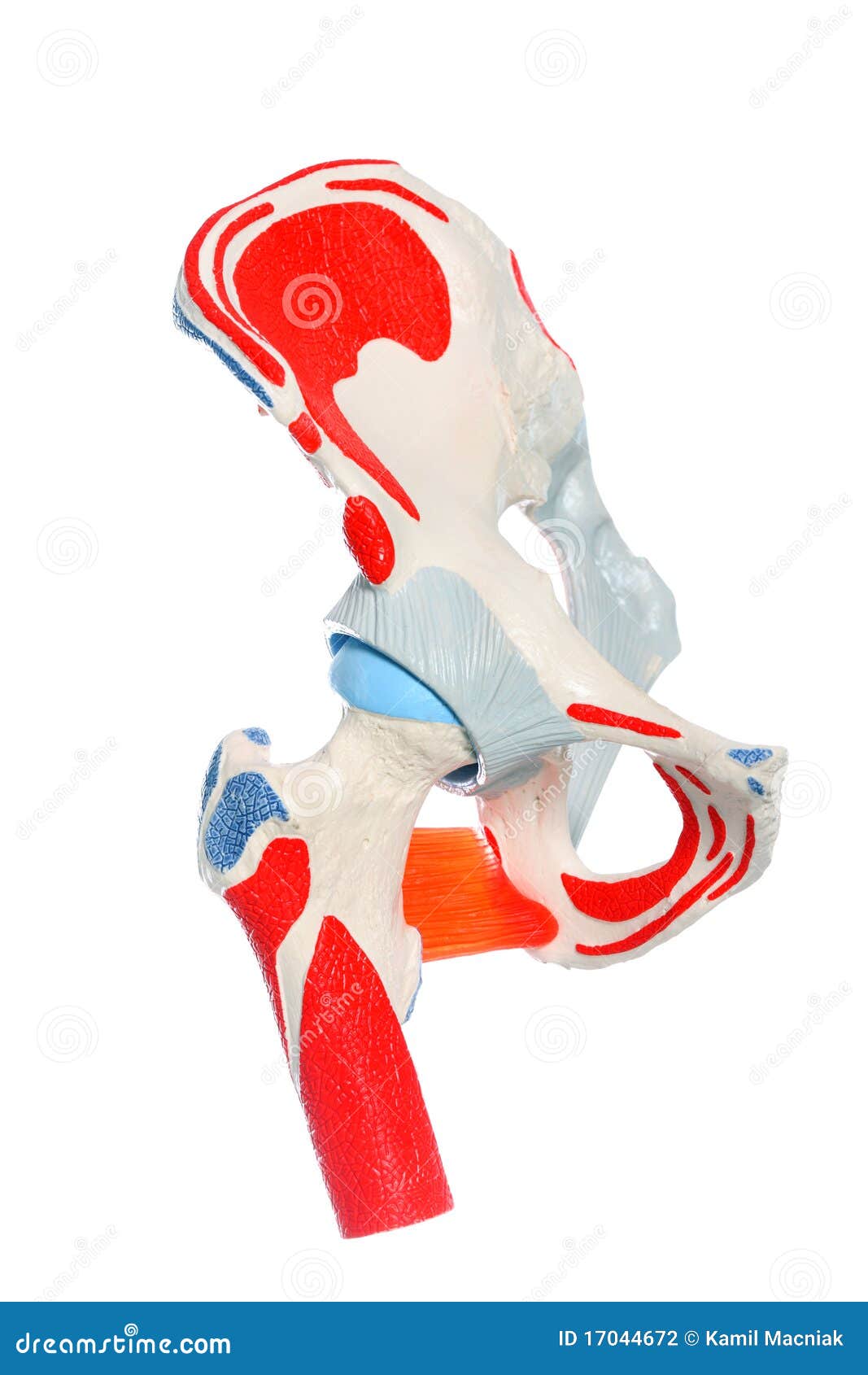 Hip bone stock photo. Image of human, science, bones 17044672