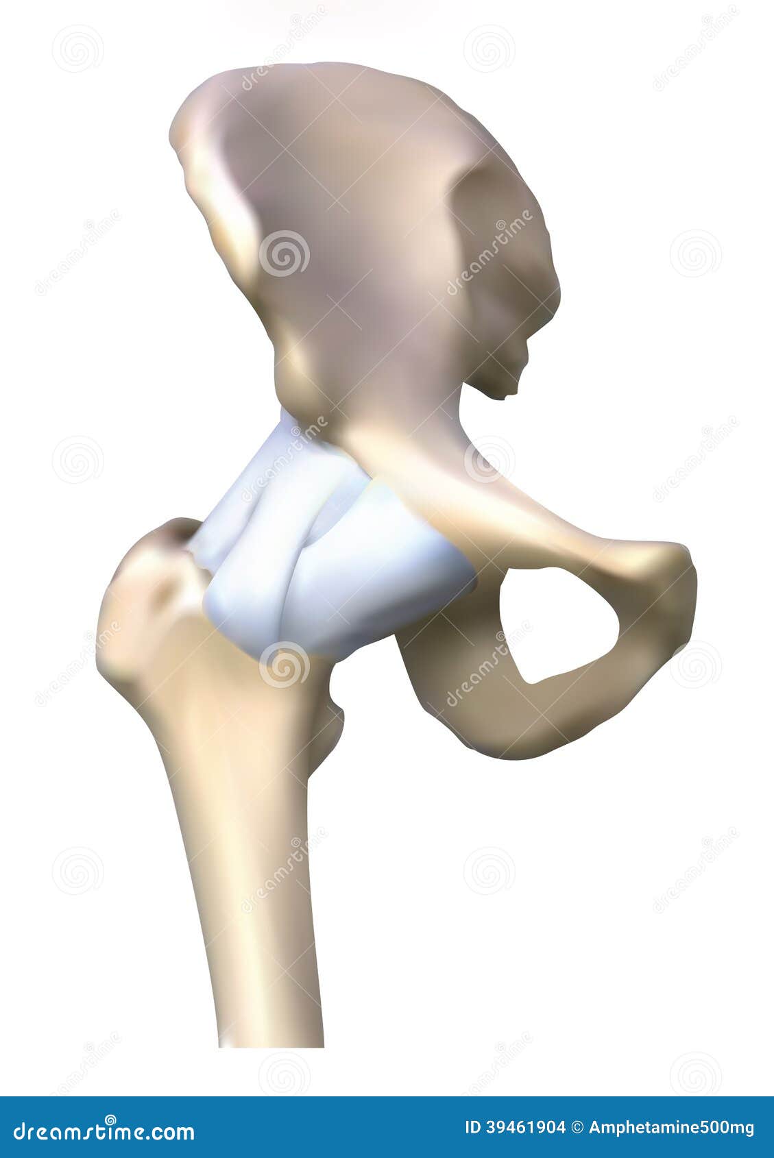 The Hip Bone Anatomy Stock Illustration - Image: 39461904