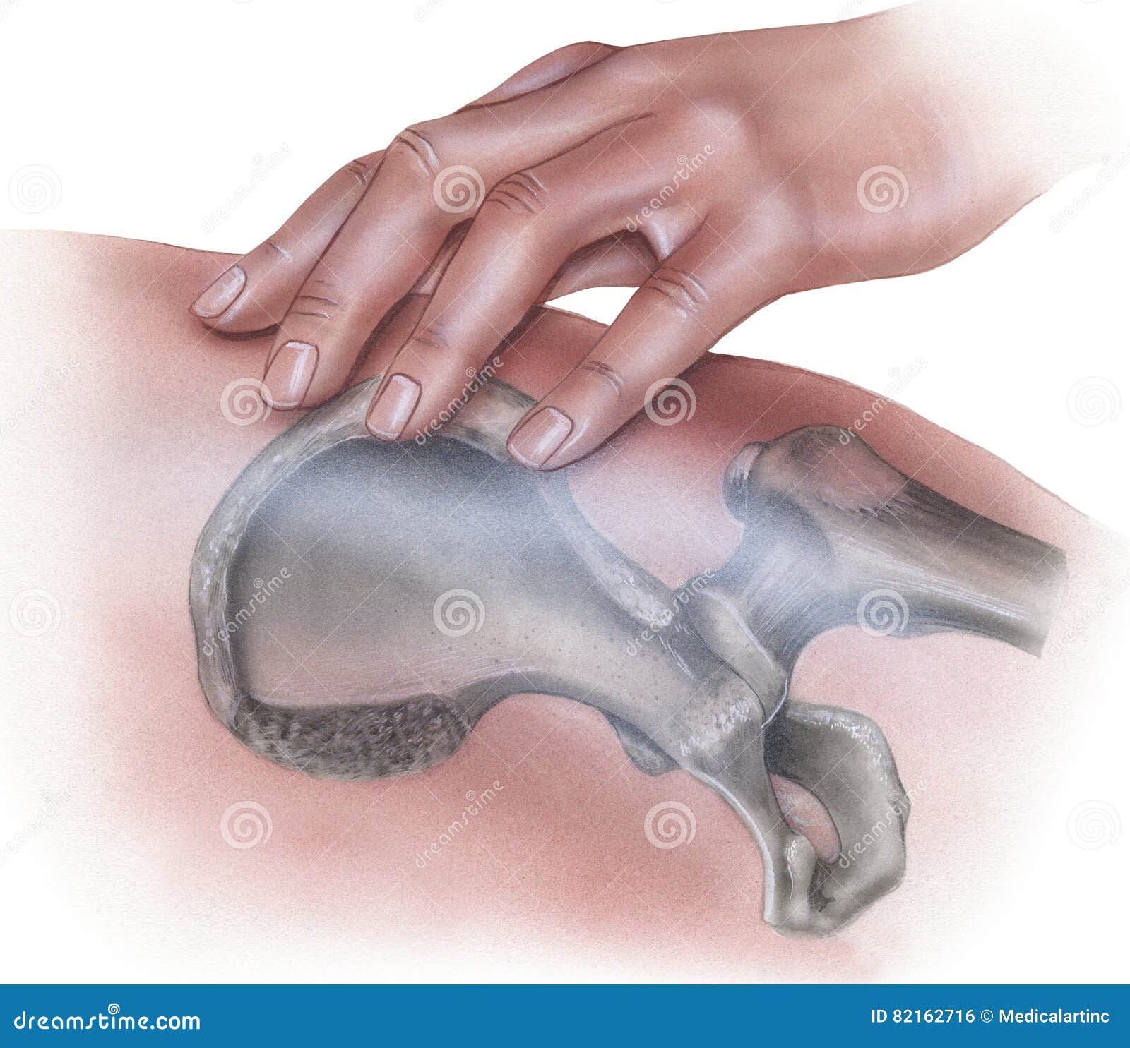 hip - hand applying pressure on bone