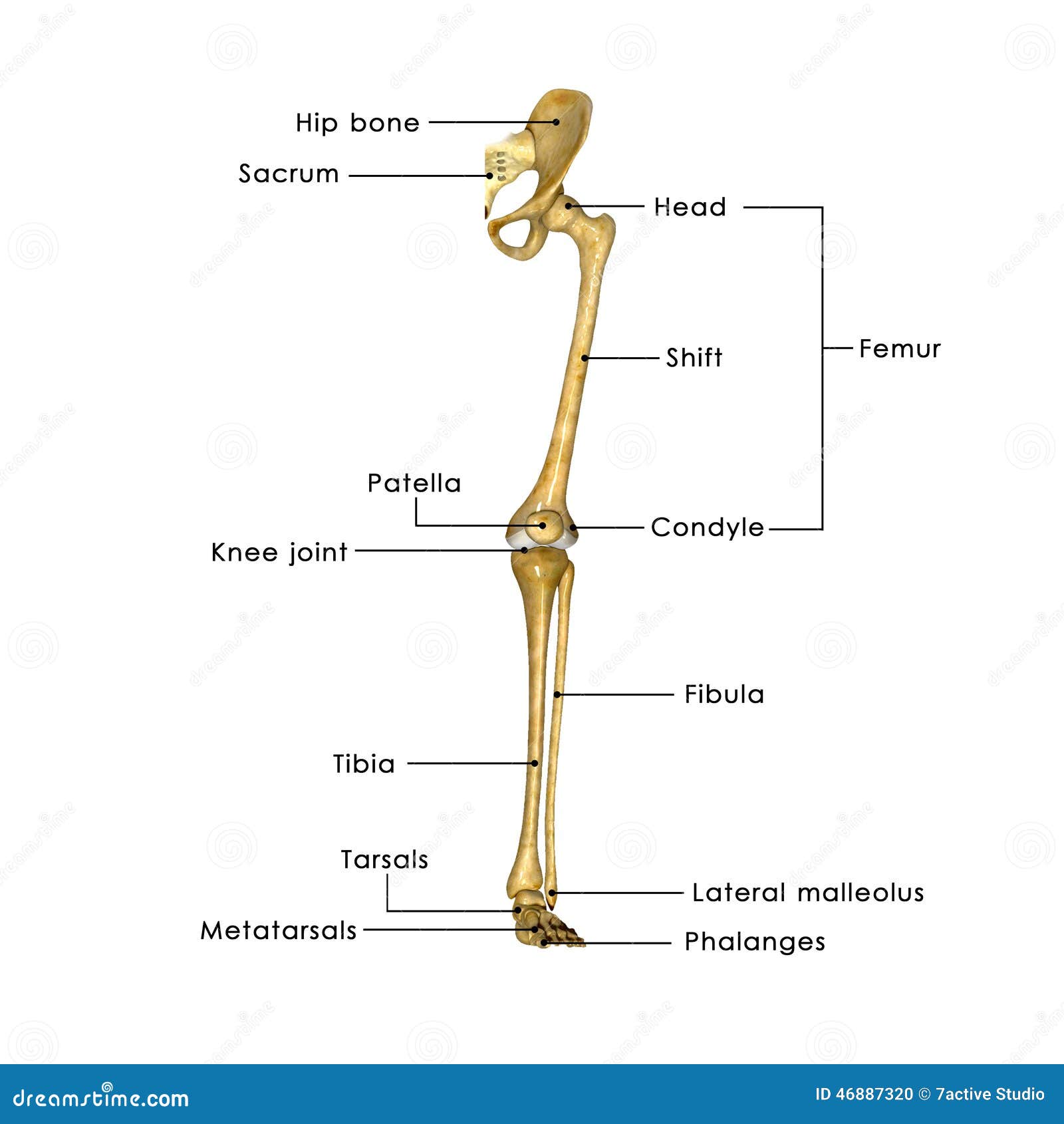 Leg Bones Stock Illustrations – 6,299 Leg Bones Stock Illustrations,  Vectors & Clipart - Dreamstime