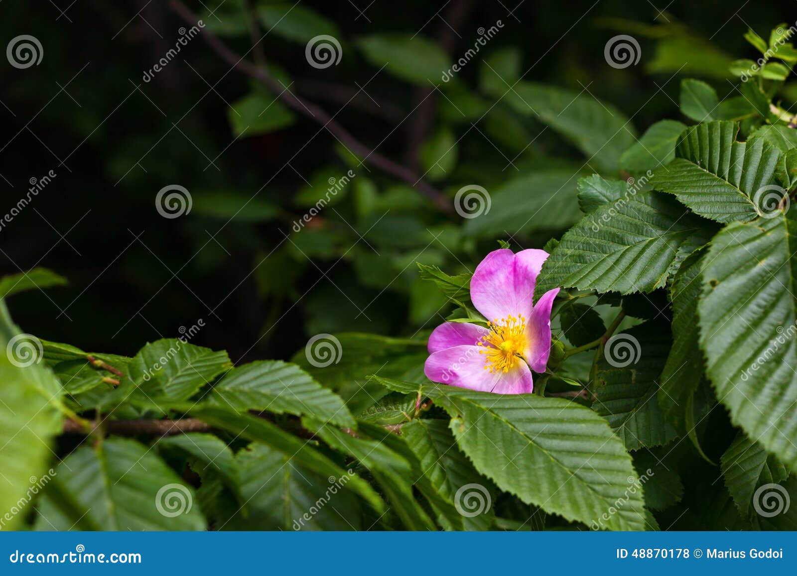 hipberry flower