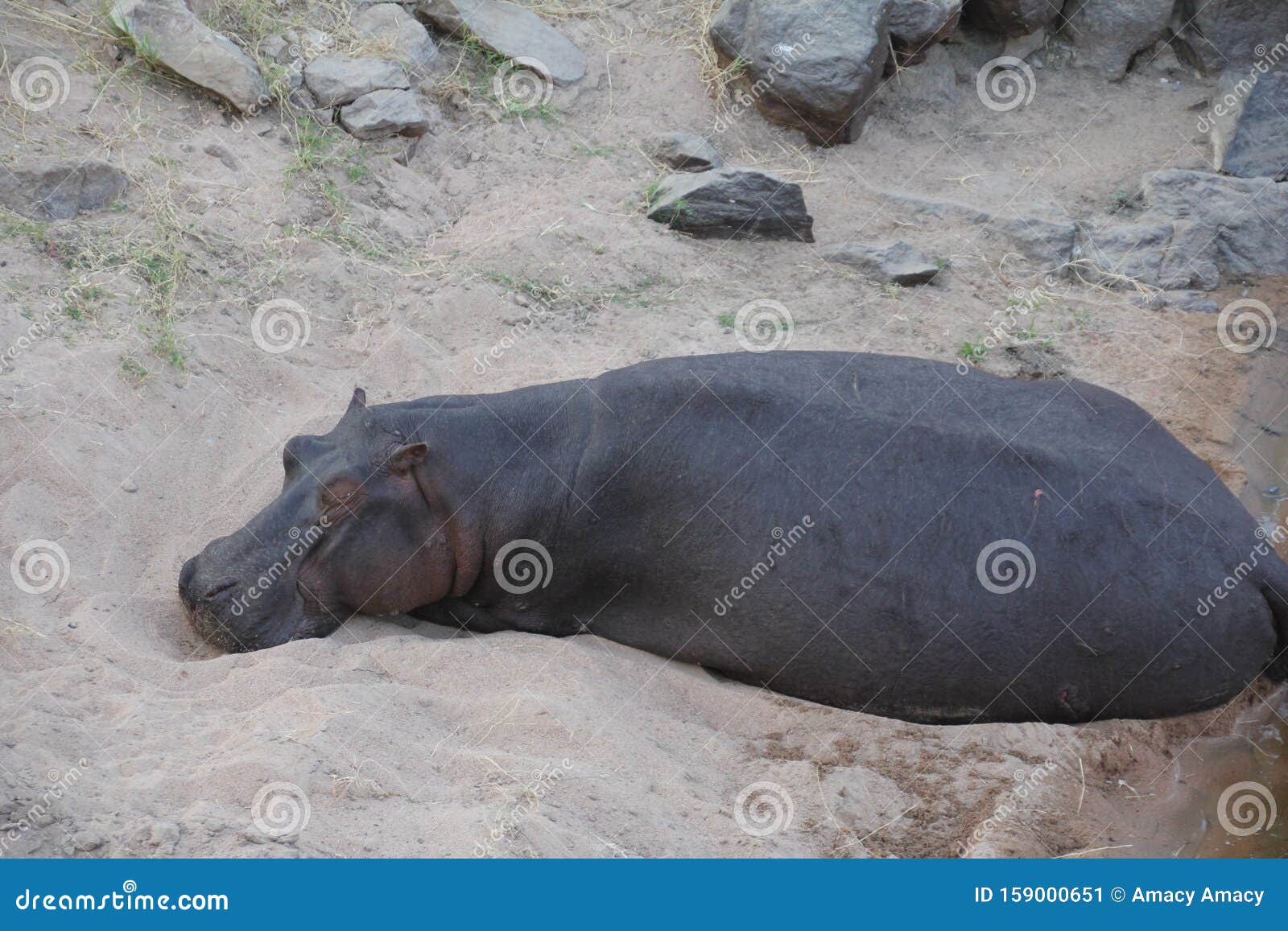 Animals at Ruaha National Park Stock Image - Image of landmost, eats: 159000651 Animals at Ruaha National Park Stock Image - Image of landmost, eats: 159000651