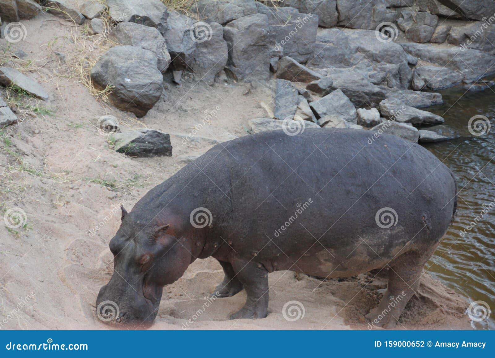 Animals at Ruaha National Park Stock Photo - Image of interesting, animals:  159000652