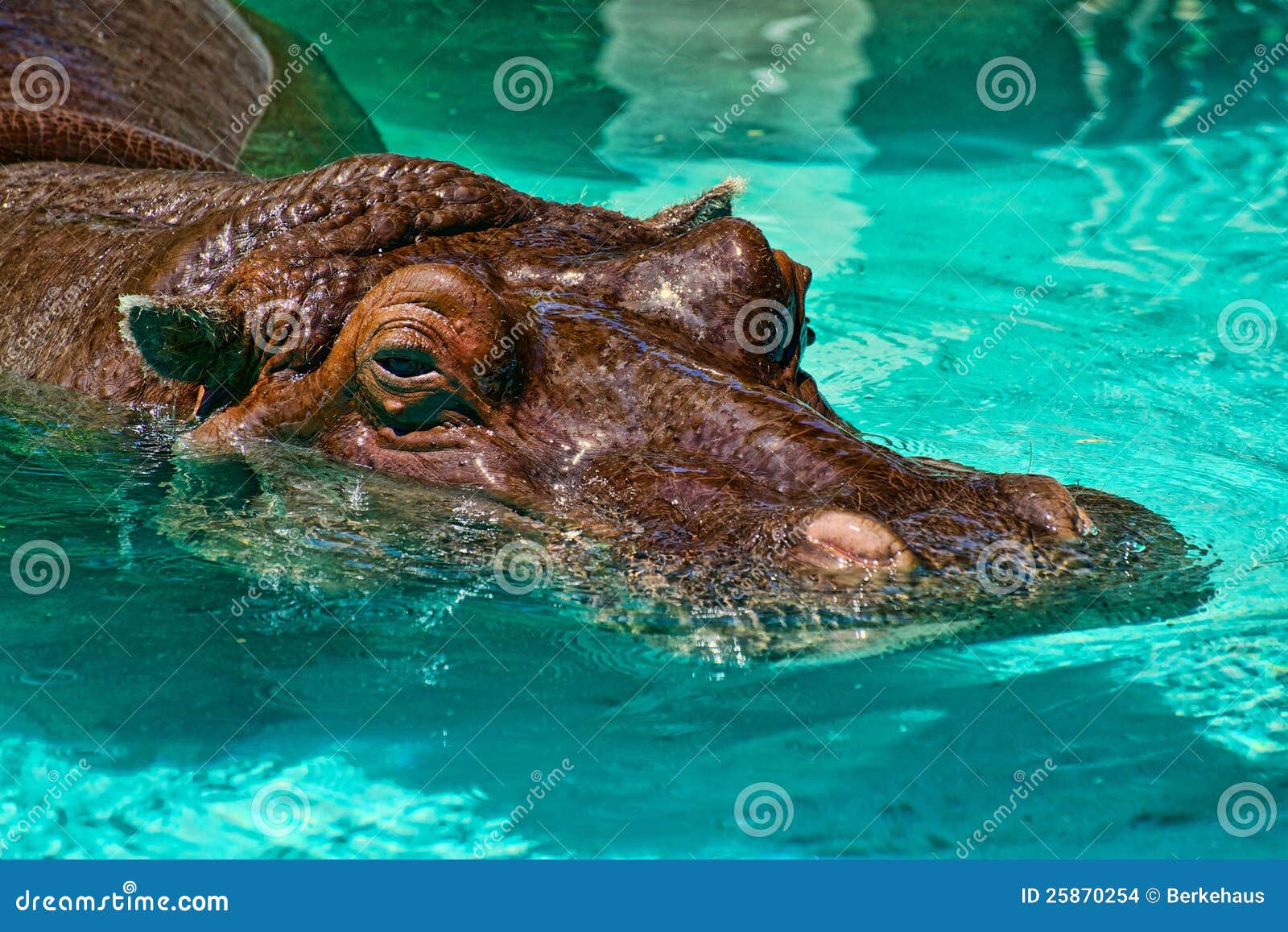Hipopótamo en la piscina. El hippopotamus africano (amphibius del Hippopotamus), el caballo de río es sobre todo un mamífero herbívoro grande en África subsahariana.