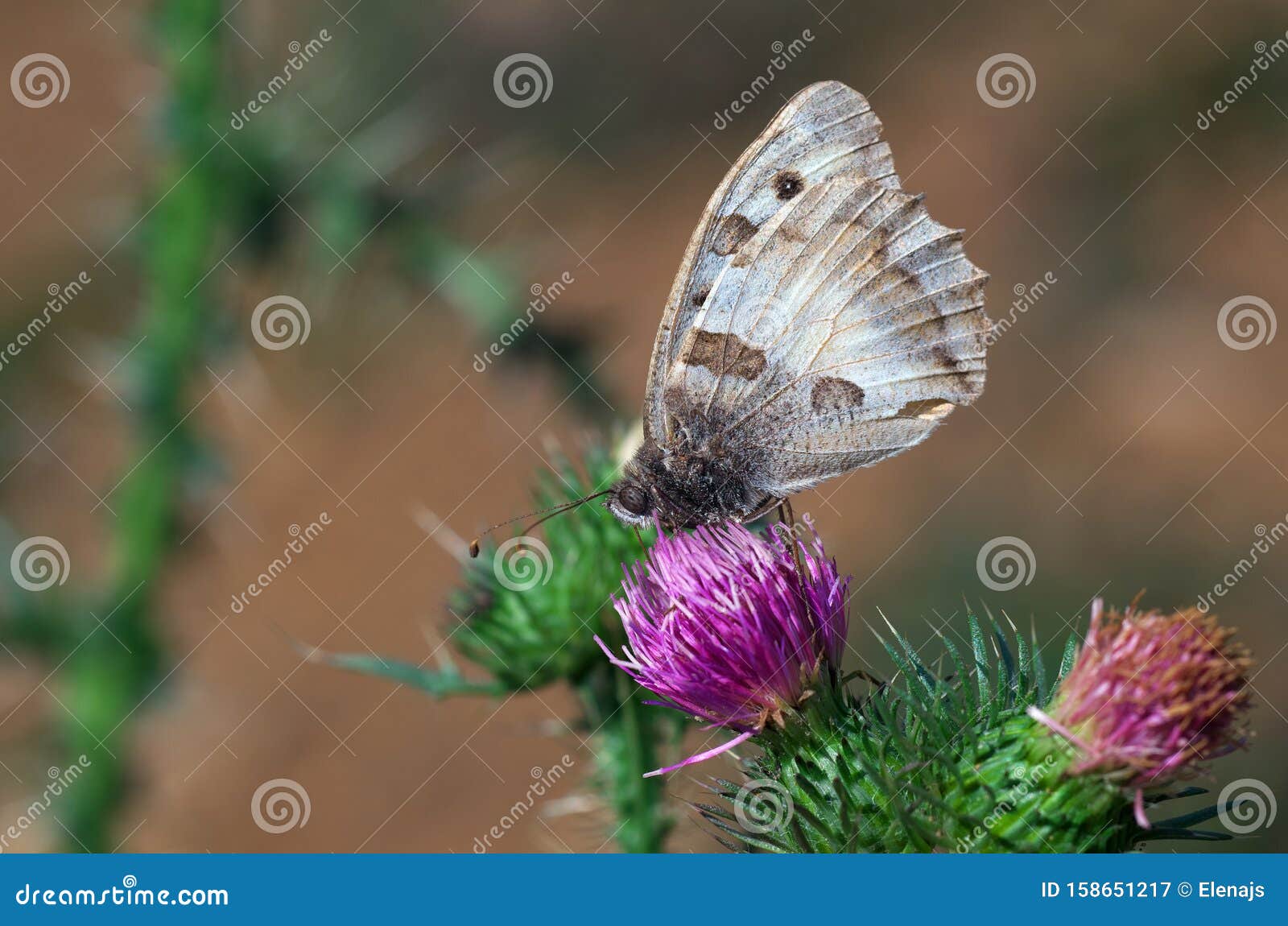 hipparchia briseis - butterfly, macrophotography - butterflies on a thistle