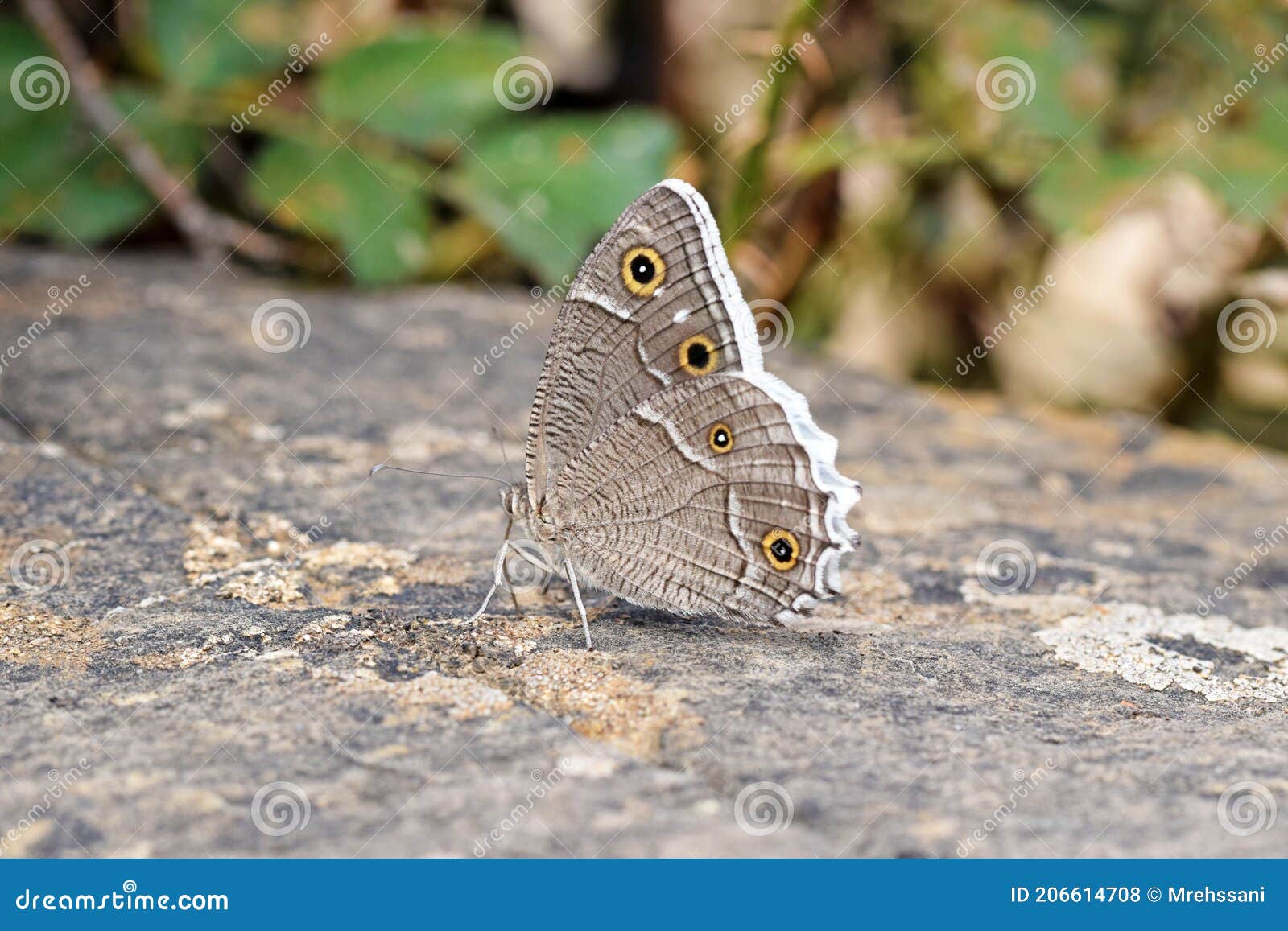 hipparchia parisatis , the white-edged rock brown butterfly
