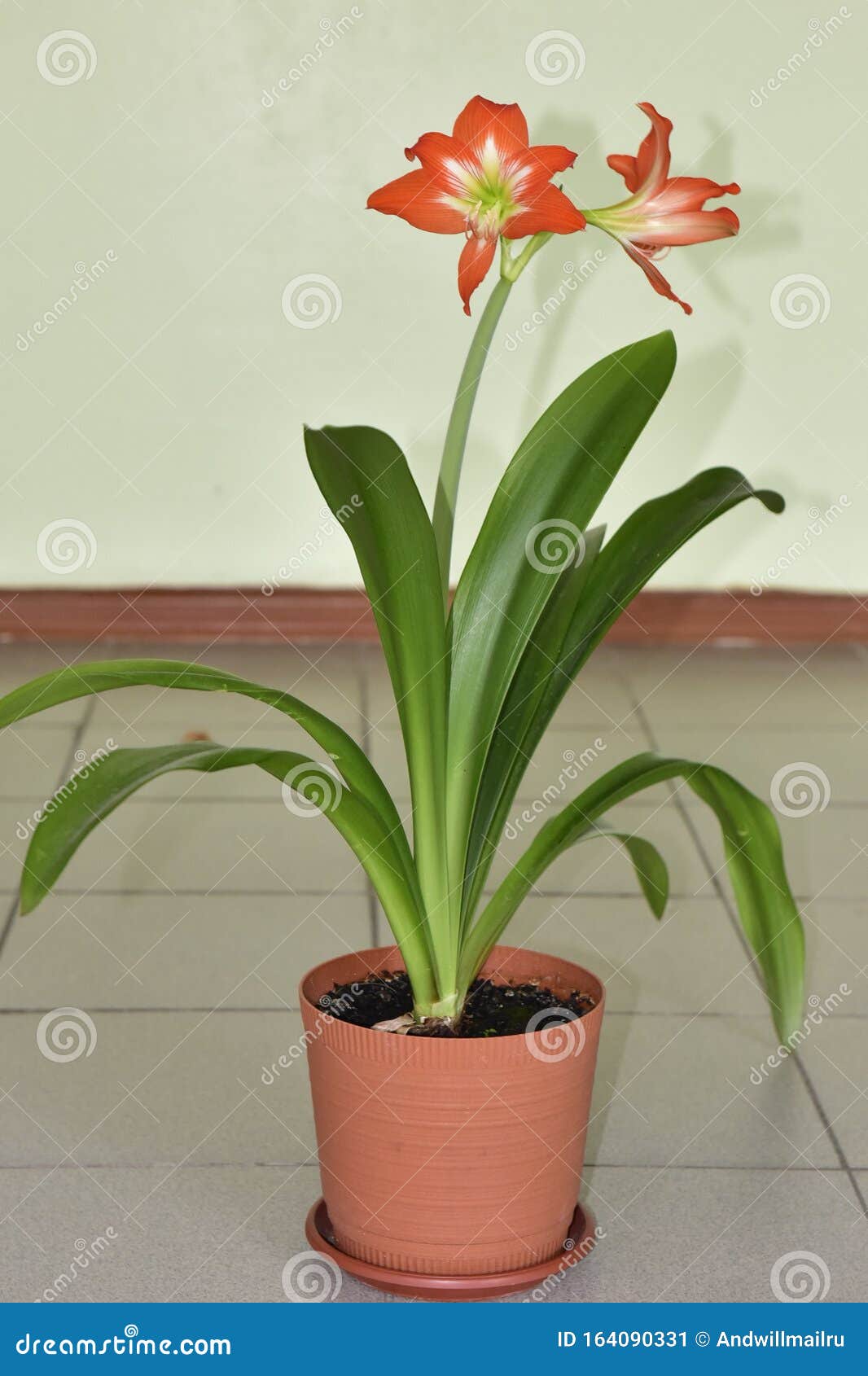 Hippeastrum é Uma Planta Bulosa Com Flores Laranja Imagem de Stock - Imagem  de alaranjado, fundo: 164090331