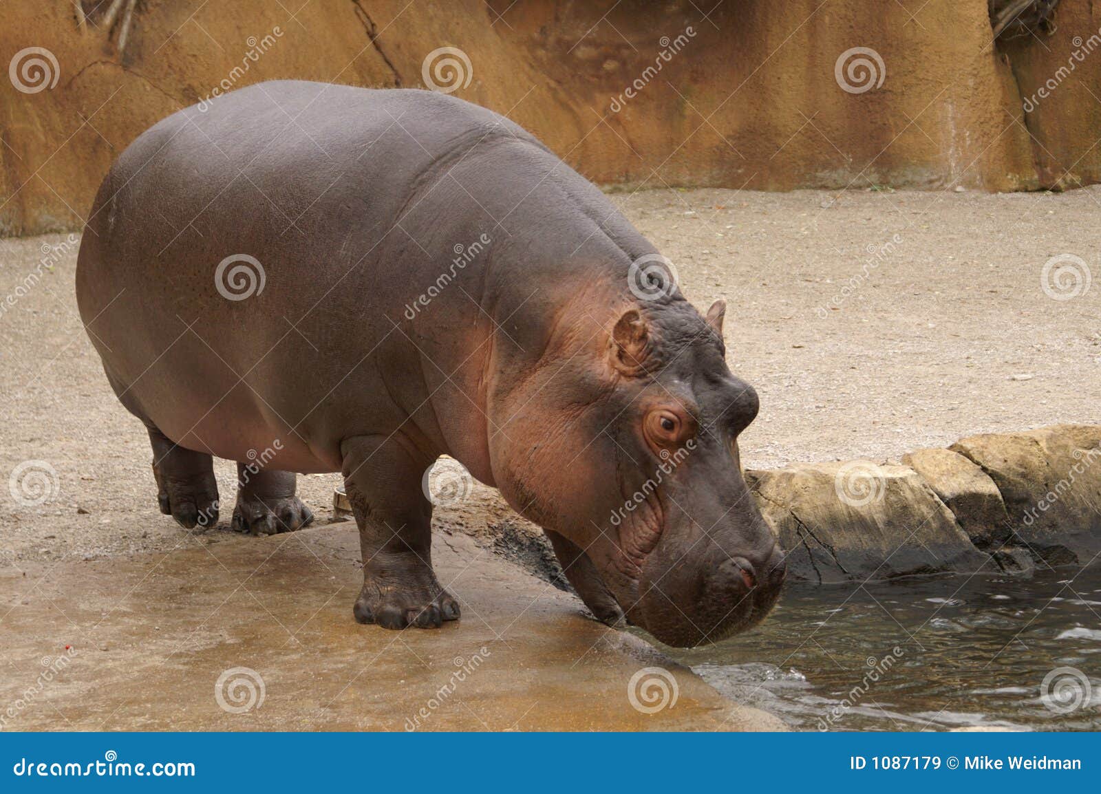 Hippo stock image. Image of hippo, ugly, grey, snout, gray - 1087179