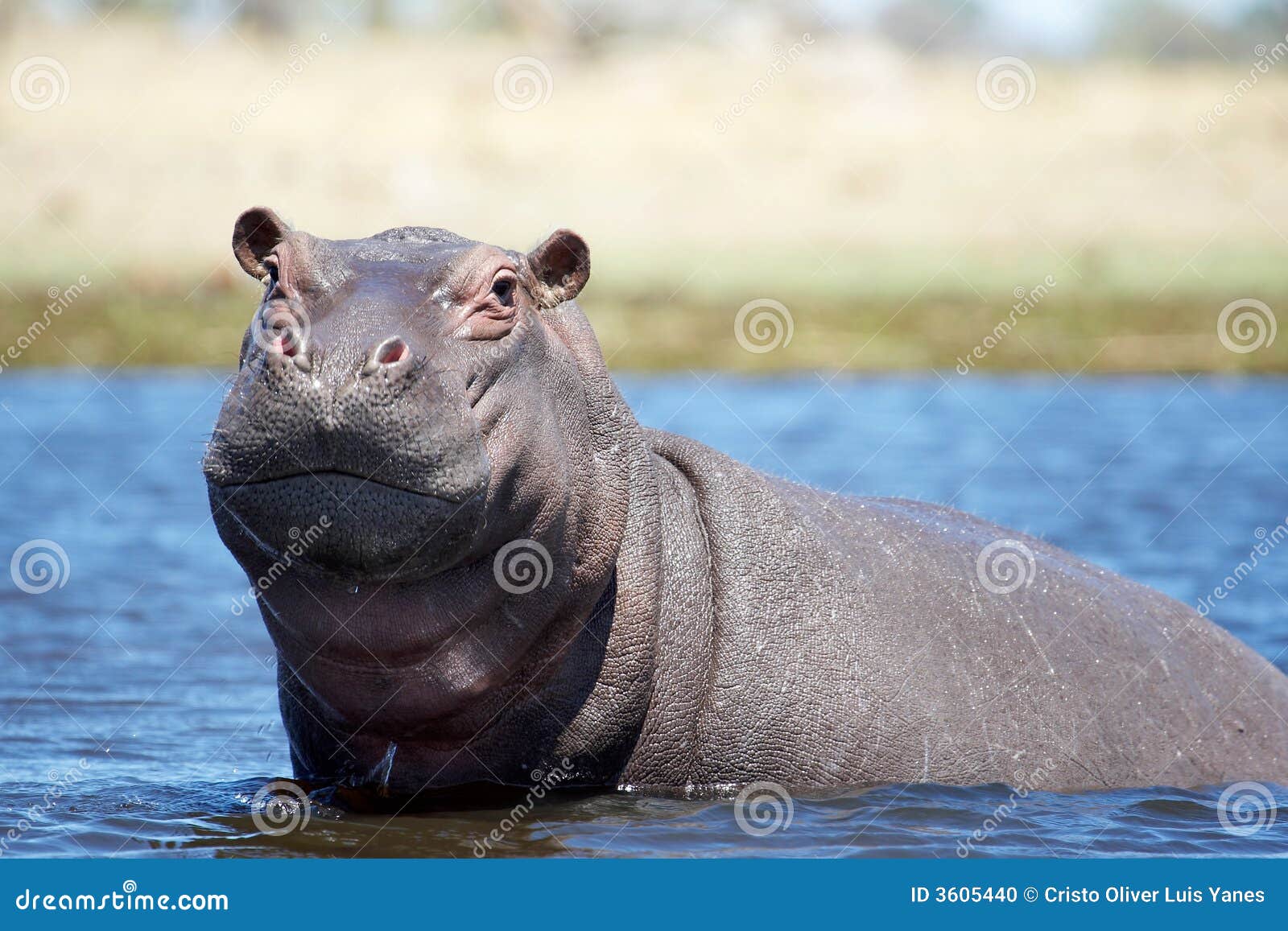 hippo