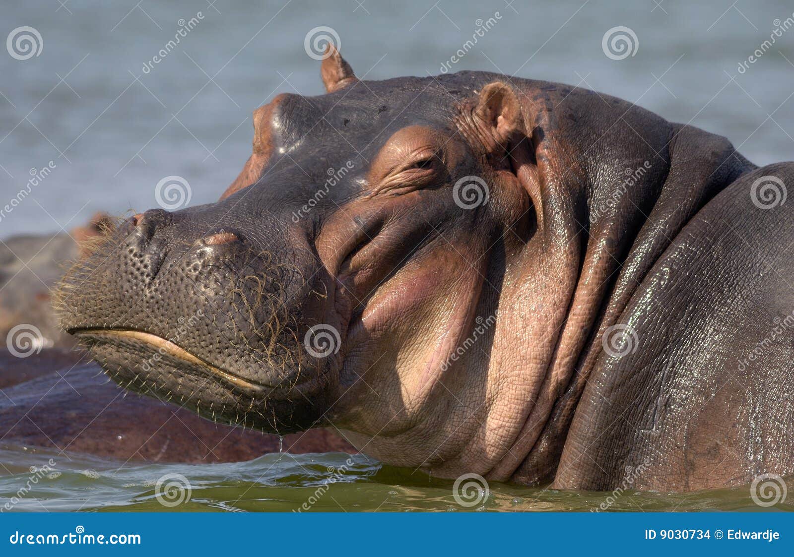 Hippo stock photo. Image of lake, wildlife, animals, travel 9030734