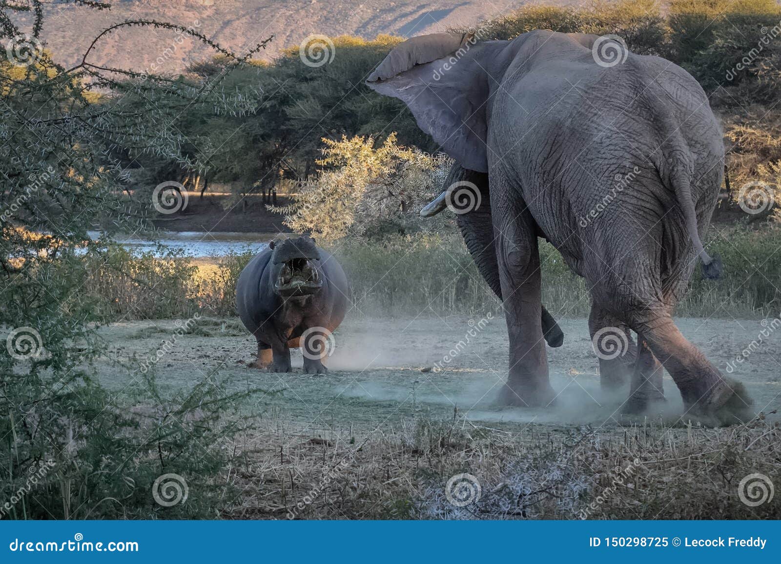 african elephant fighting