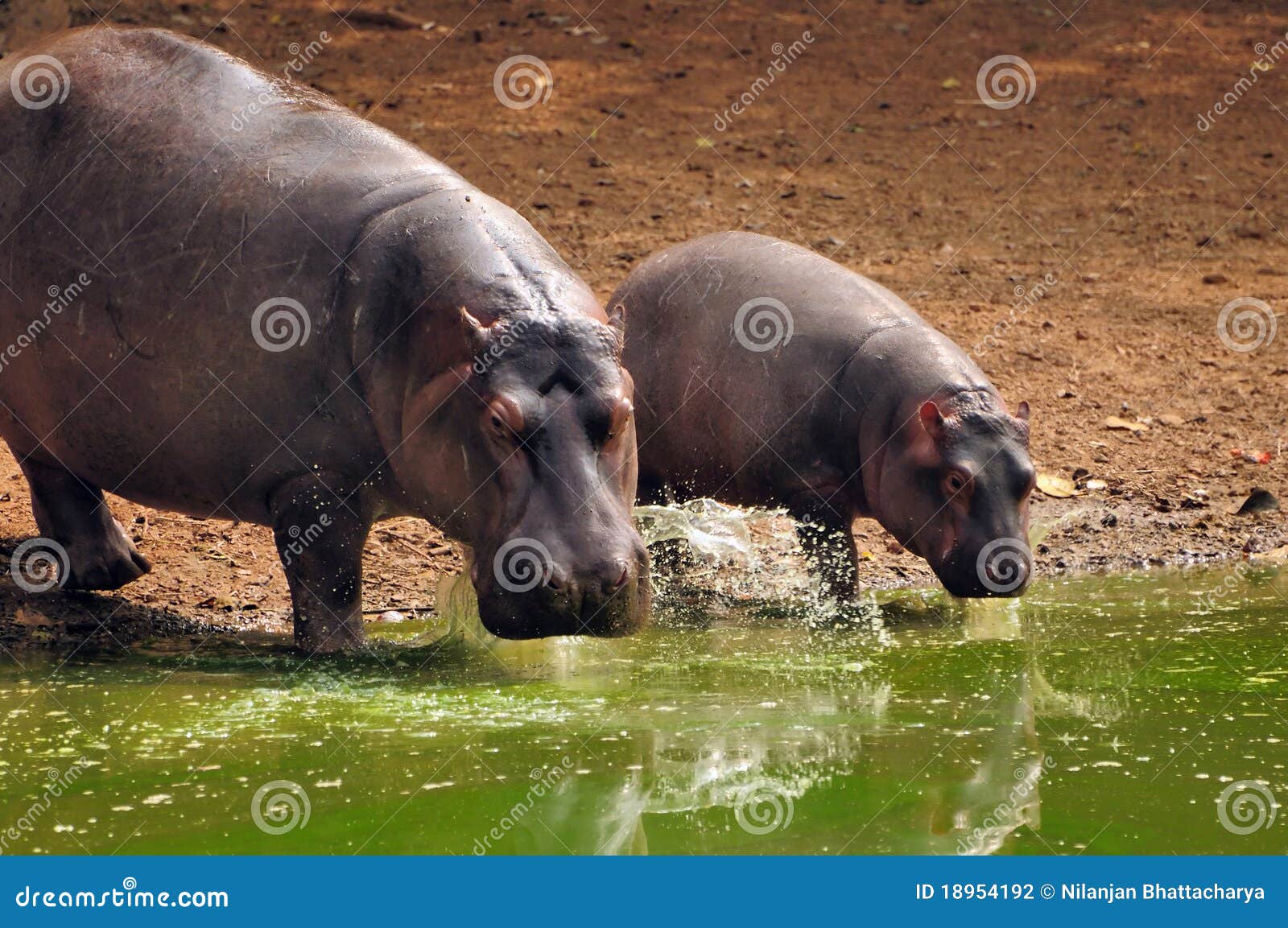 hippo baby with mother