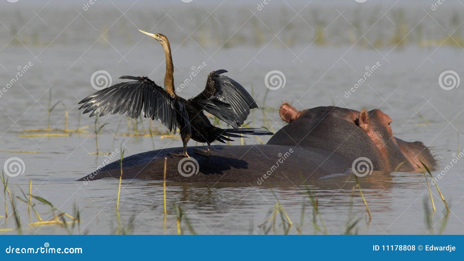 hippo with bird