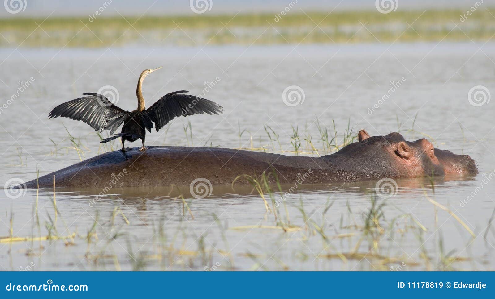 hippo with bird 2