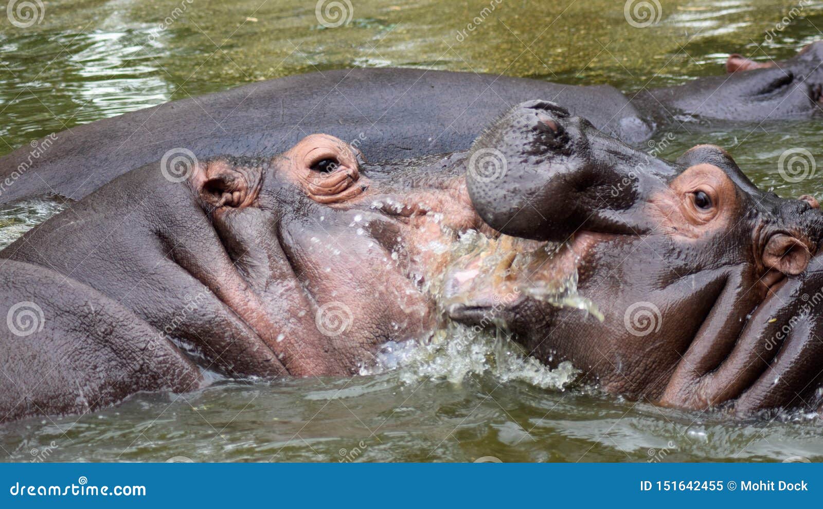 Hippo in Delhi zoo stock image. Image of delhi, animal - 151642455