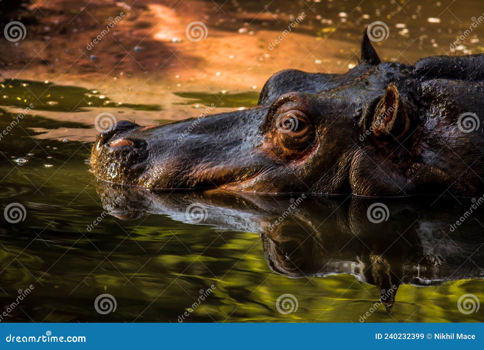 Hippopotamus in in National Zoological Park Delhi India Stock Image - Image  of wildanimal, india: 240232399