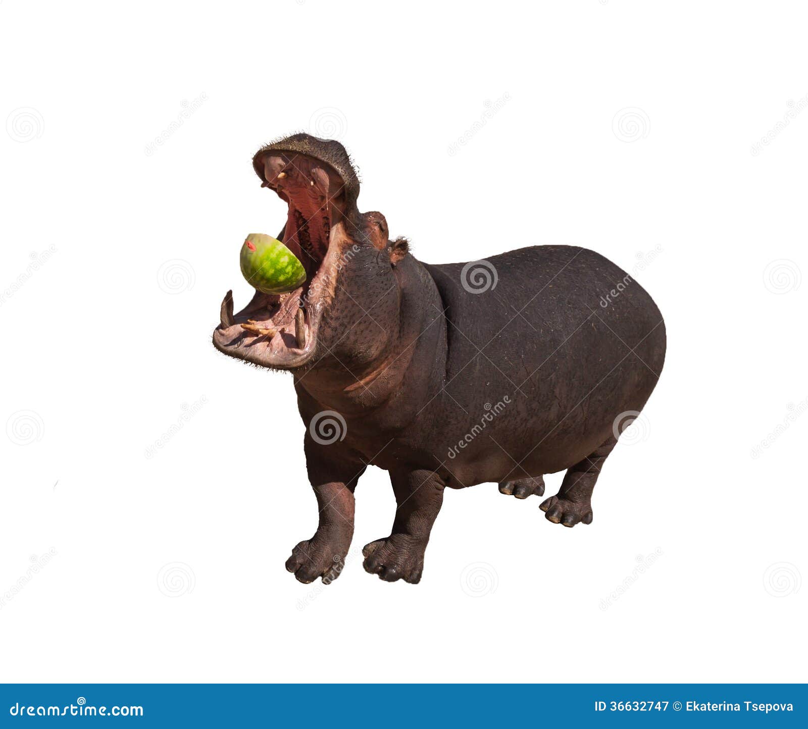 Hippo Eating Watermelon Isolated Stock Image Image of behemoth