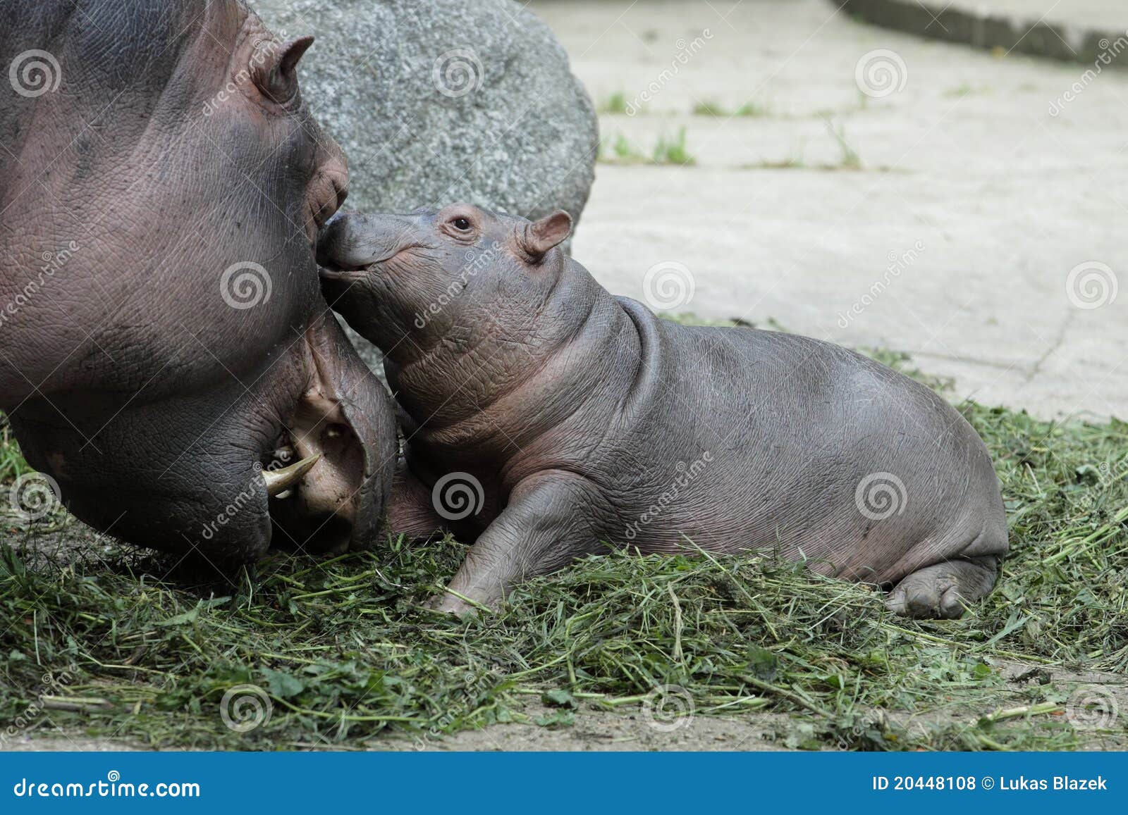 Hippo family stock photo. Image of animal, hippo, female 20448108