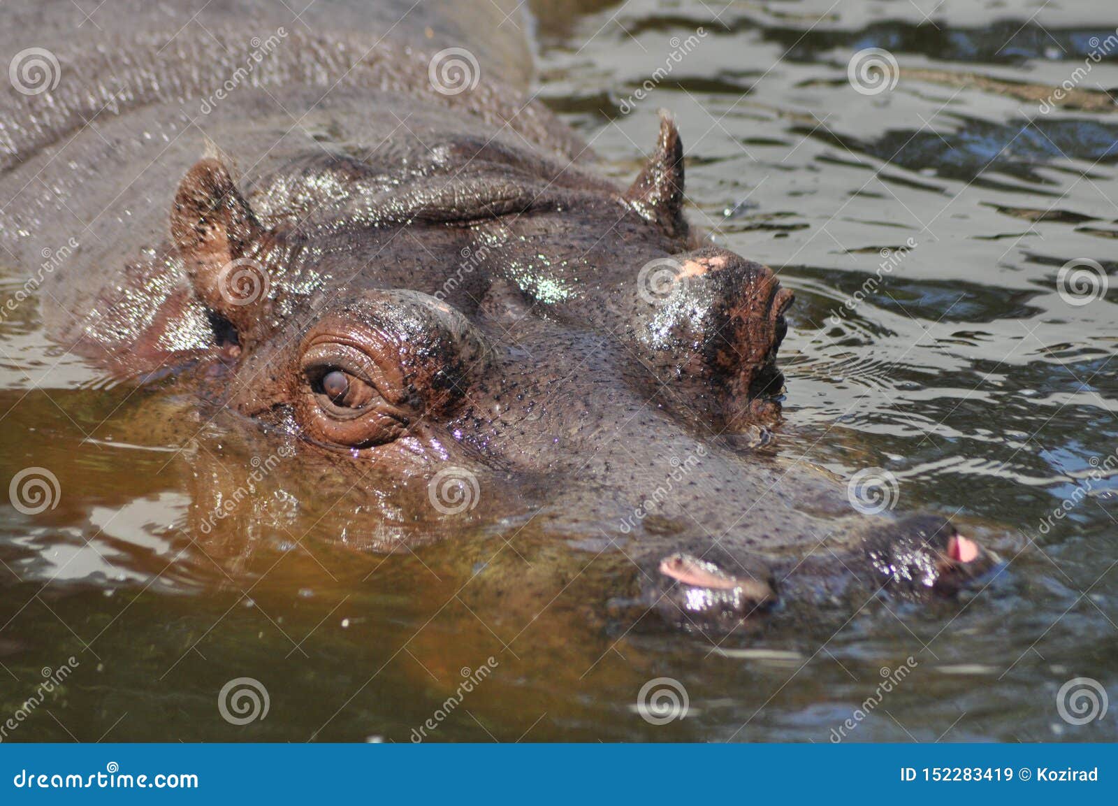 Hippo. Floating in the Water a Large Animal Living in Africa Stock Image -  Image of culture, weight: 152283419