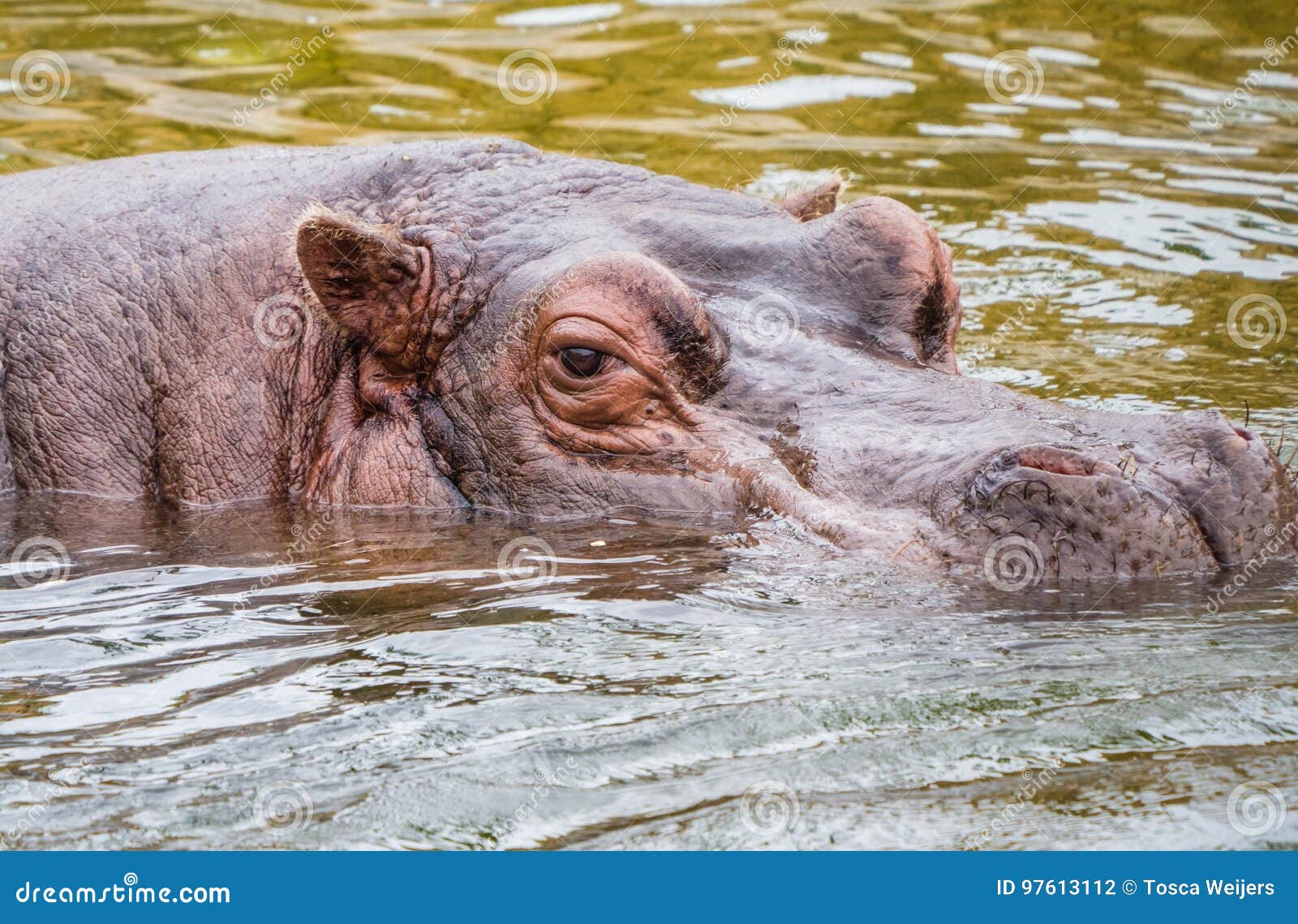 Hippo Floats on Water Surface Stock Photo - Image of amphibius, aquatic:  97613112