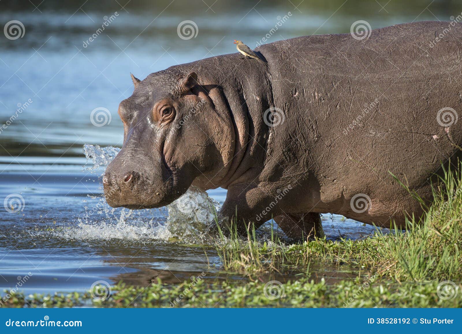 hippo (hippopotamus amphibius) south africa