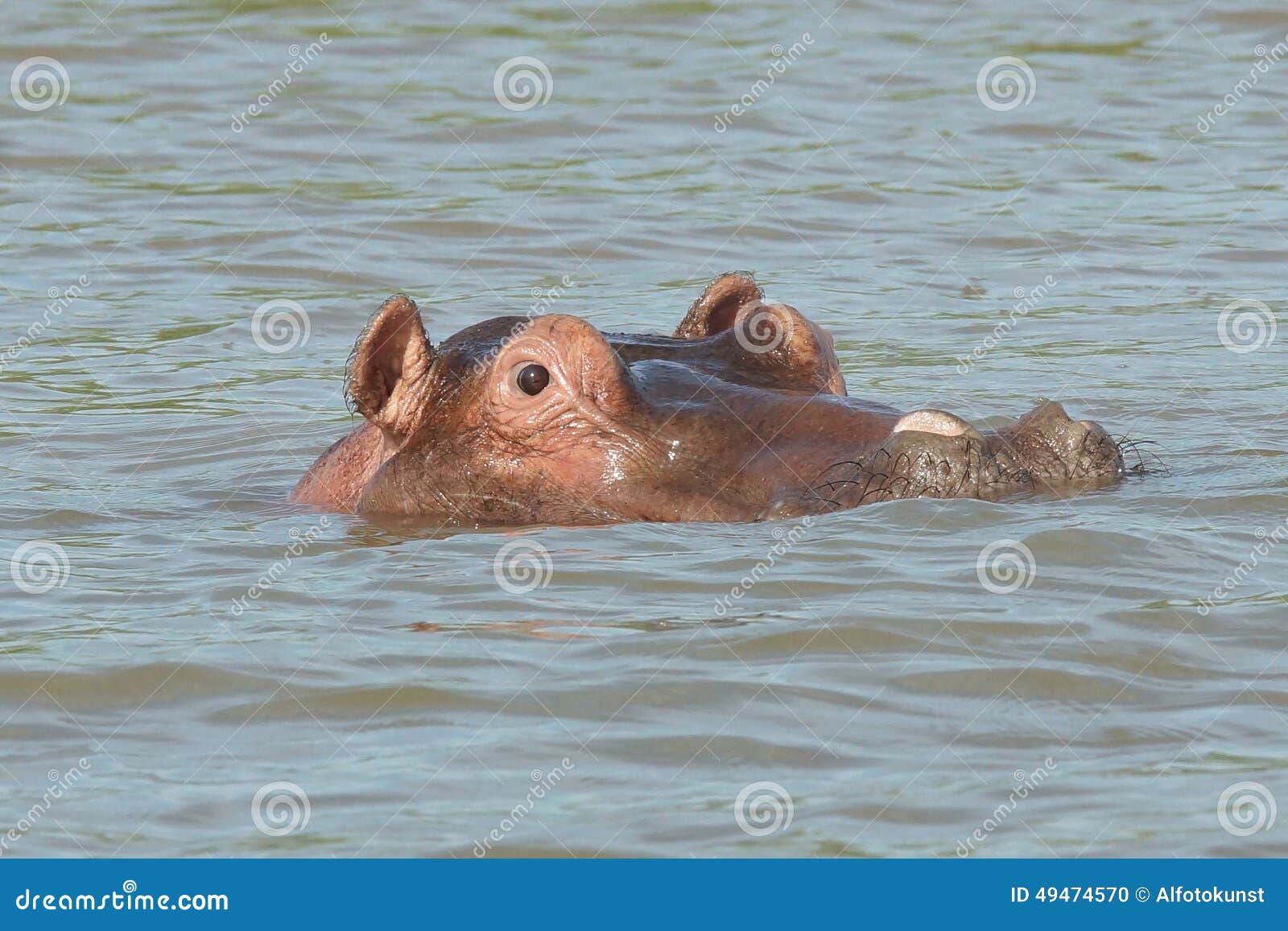 hippo, lake chamo, ethiopia, africa