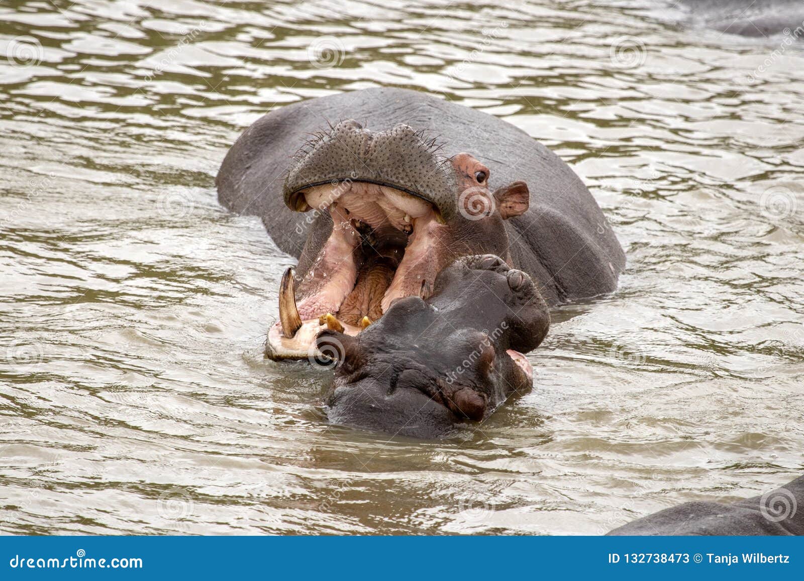 Hippo with Mouth Wide Open and Baby Stock Image - Image of large, lucia: 132738473 Hippo with Mouth Wide Open and Baby Stock Image - Image of large, lucia: 132738473