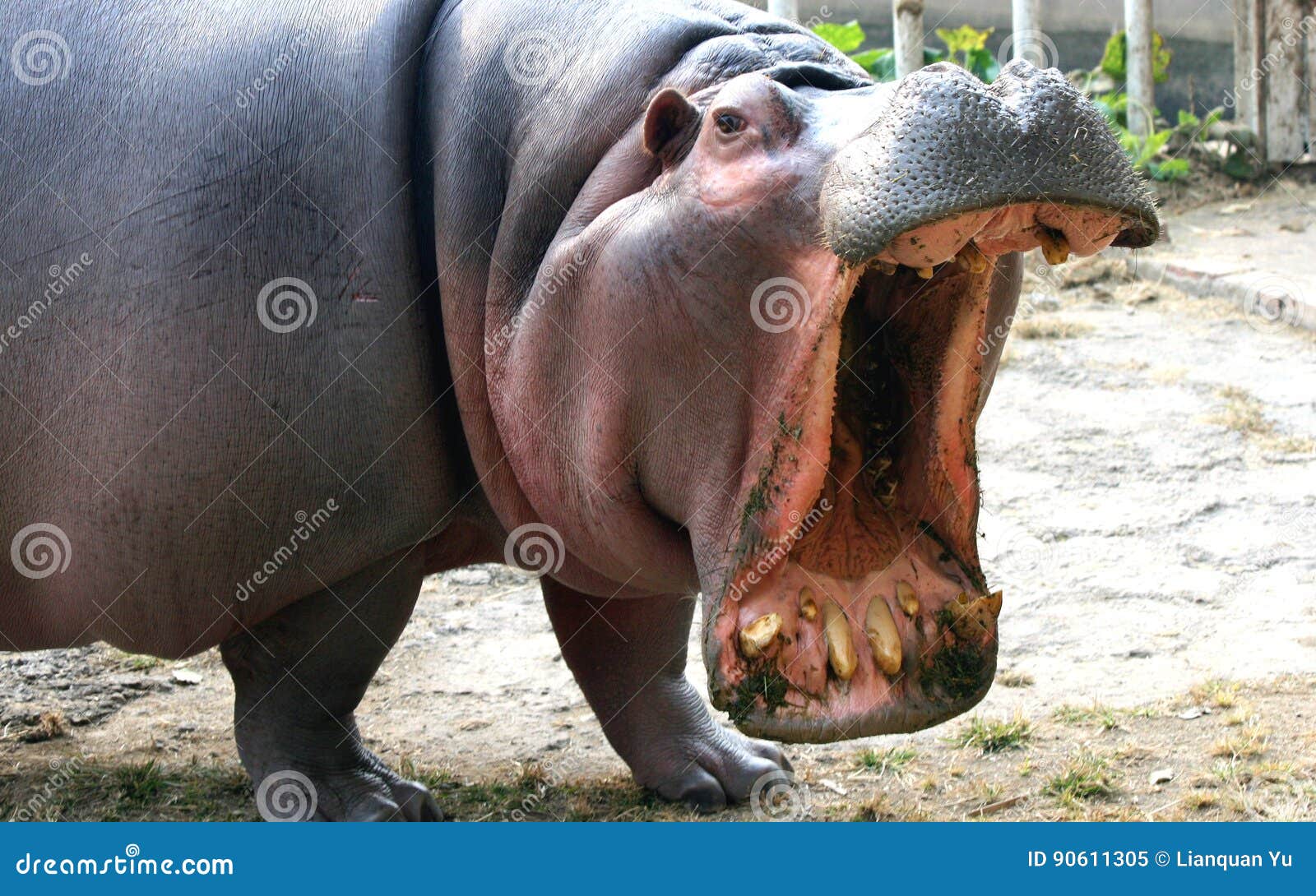 Hippo open the big mouth stock image. Image of mouth - 90611305