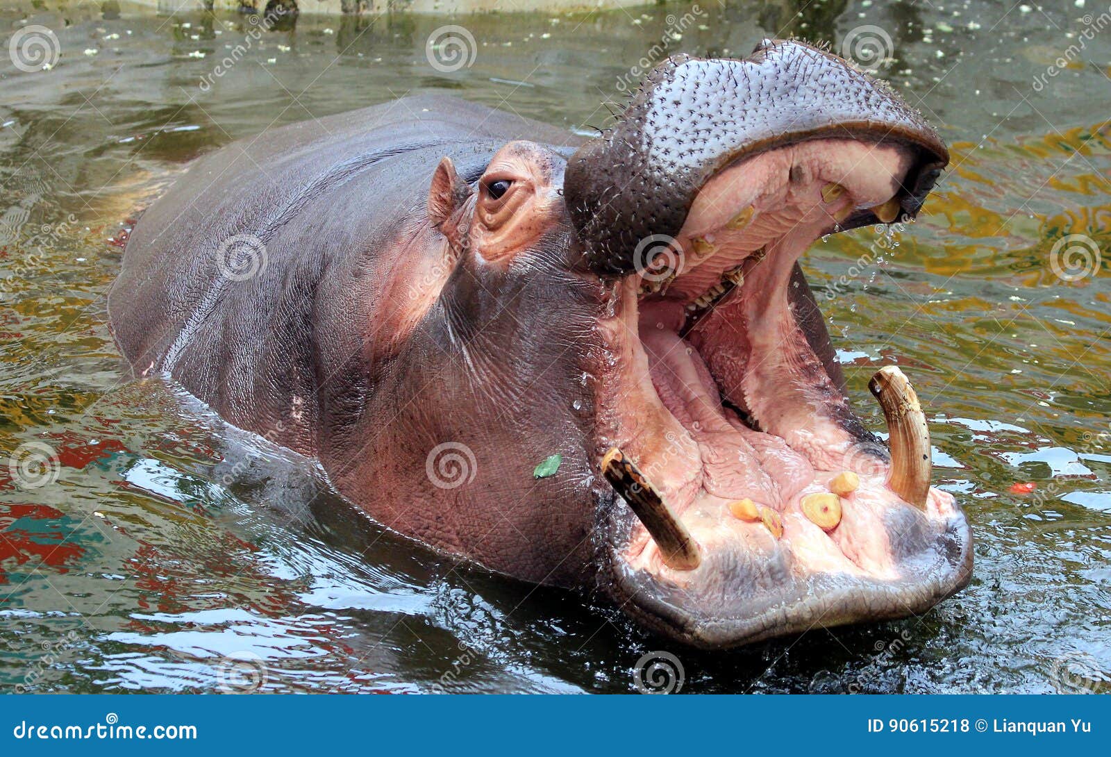 Hippo open the big mouth stock photo. Image of angola - 90615218