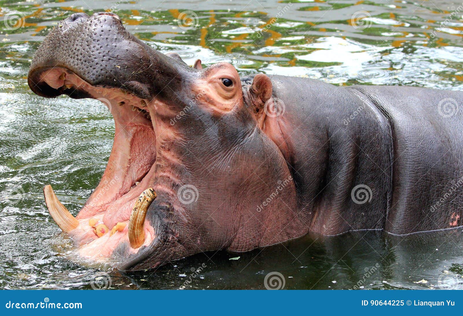 Hippo open the big mouth stock image. Image of kenya - 90644225