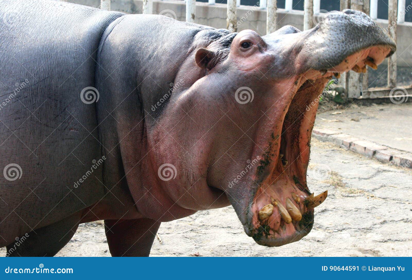 Hippo open the big mouth stock image. Image of animal - 90644591 Hippo open the big mouth stock image. Image of animal - 90644591