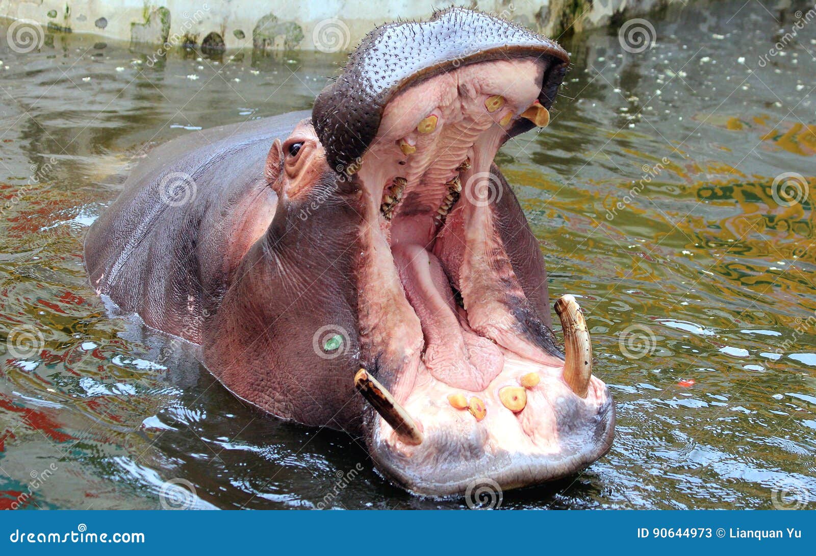 Hippo open the big mouth stock image. Image of animals - 90644973