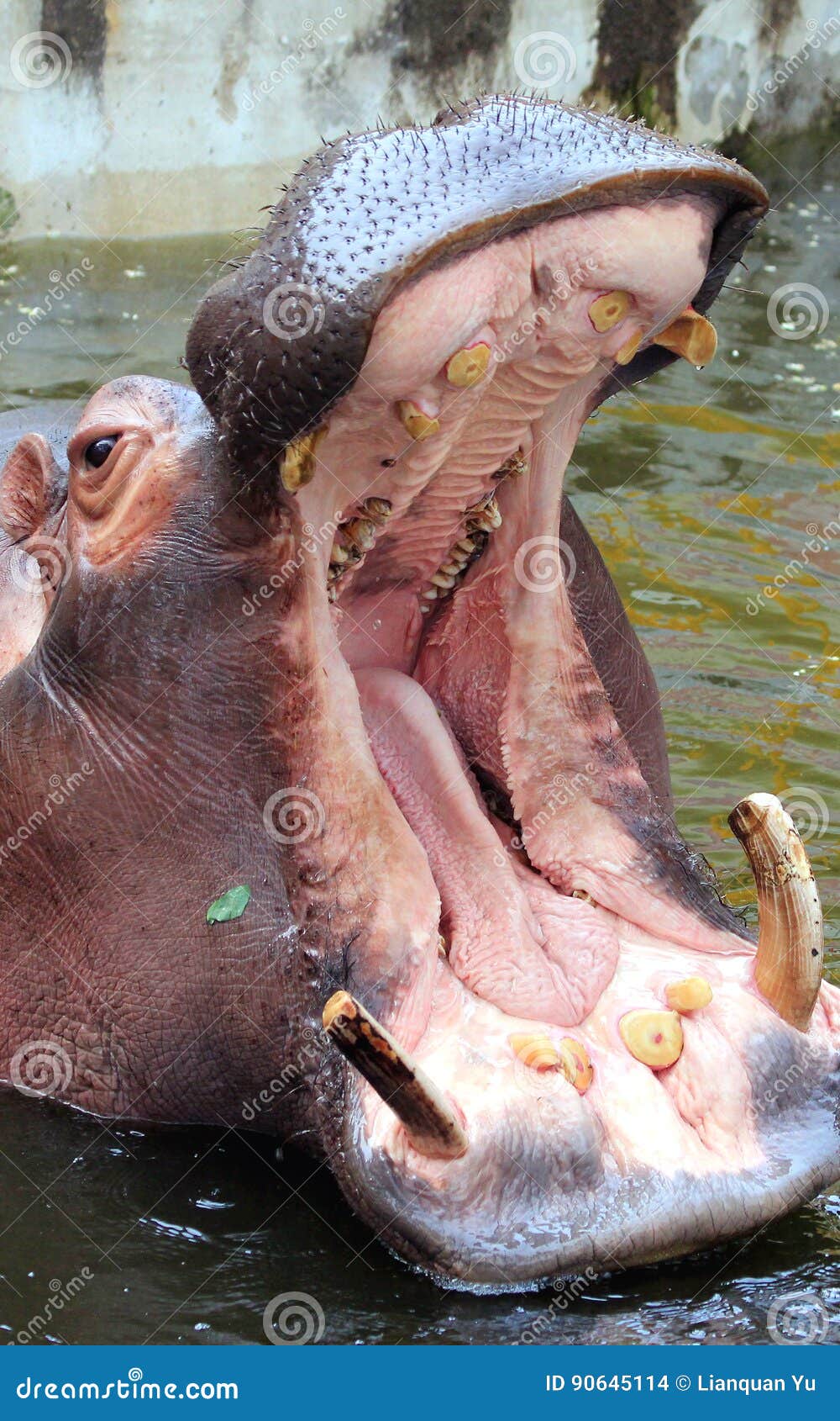 Hippo open the big mouth stock photo. Image of estrus - 90645114 Hippo open the big mouth stock photo. Image of estrus - 90645114