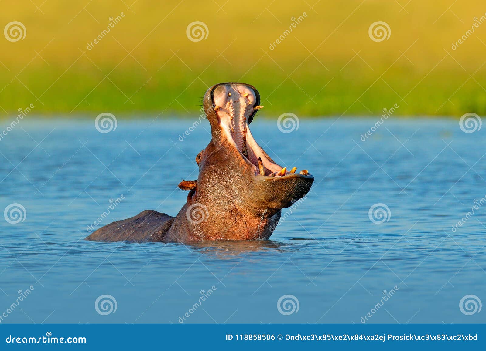 hippo open muzzle in river water. wildlife africa. african hippopotamus, hippopotamus amphibius capensis, with evening sun, animal