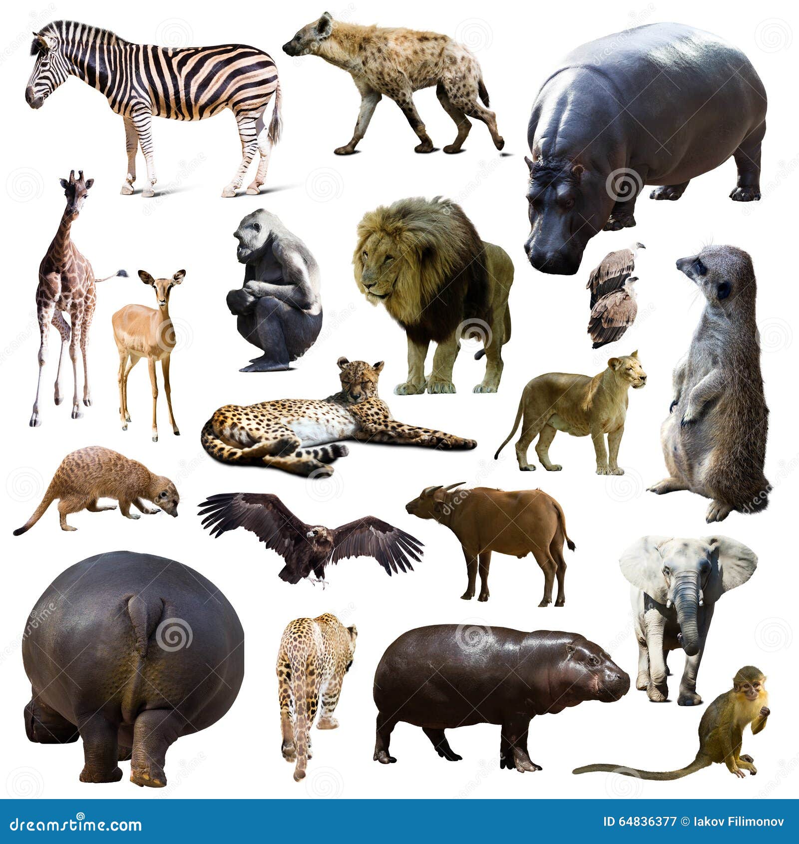 133,204 African Animals Stock Photos - Free & Royalty-Free Stock Photos from Dreamstime 133,204 African Animals Stock Photos - Free & Royalty-Free Stock Photos from Dreamstime