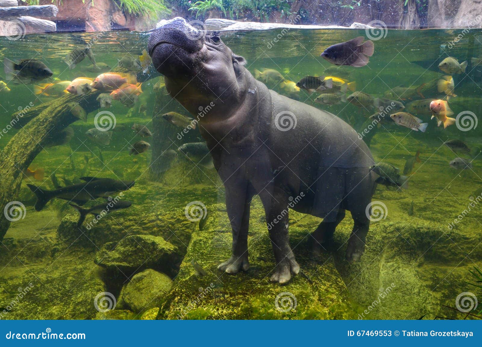 hippo, pygmy hippopotamus under water
