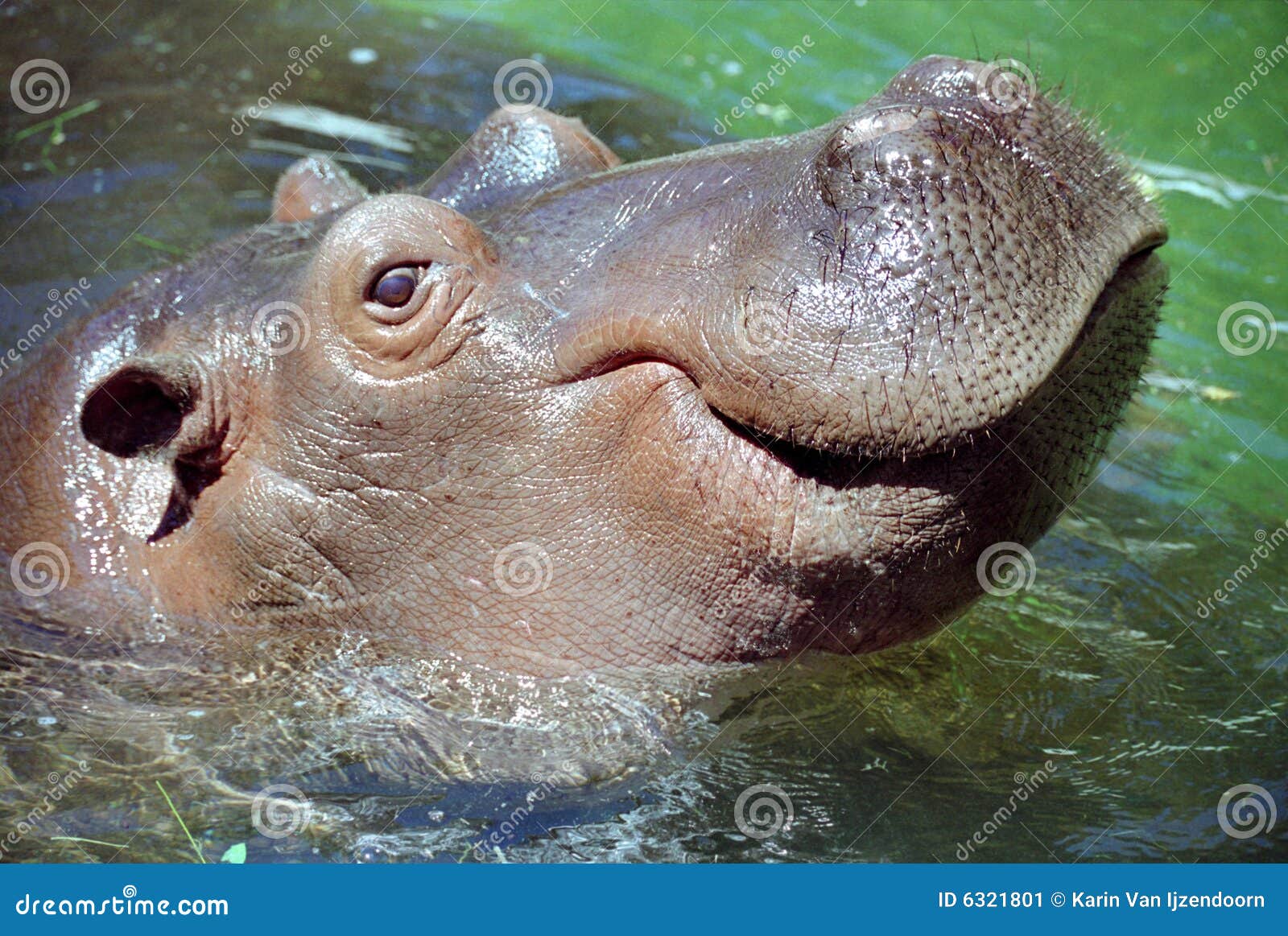 hippo smile