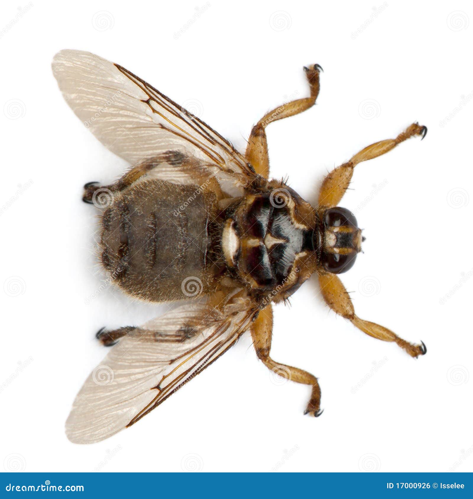 Hippobosca Equina or the Forest Fly Stock Photo Image of angle