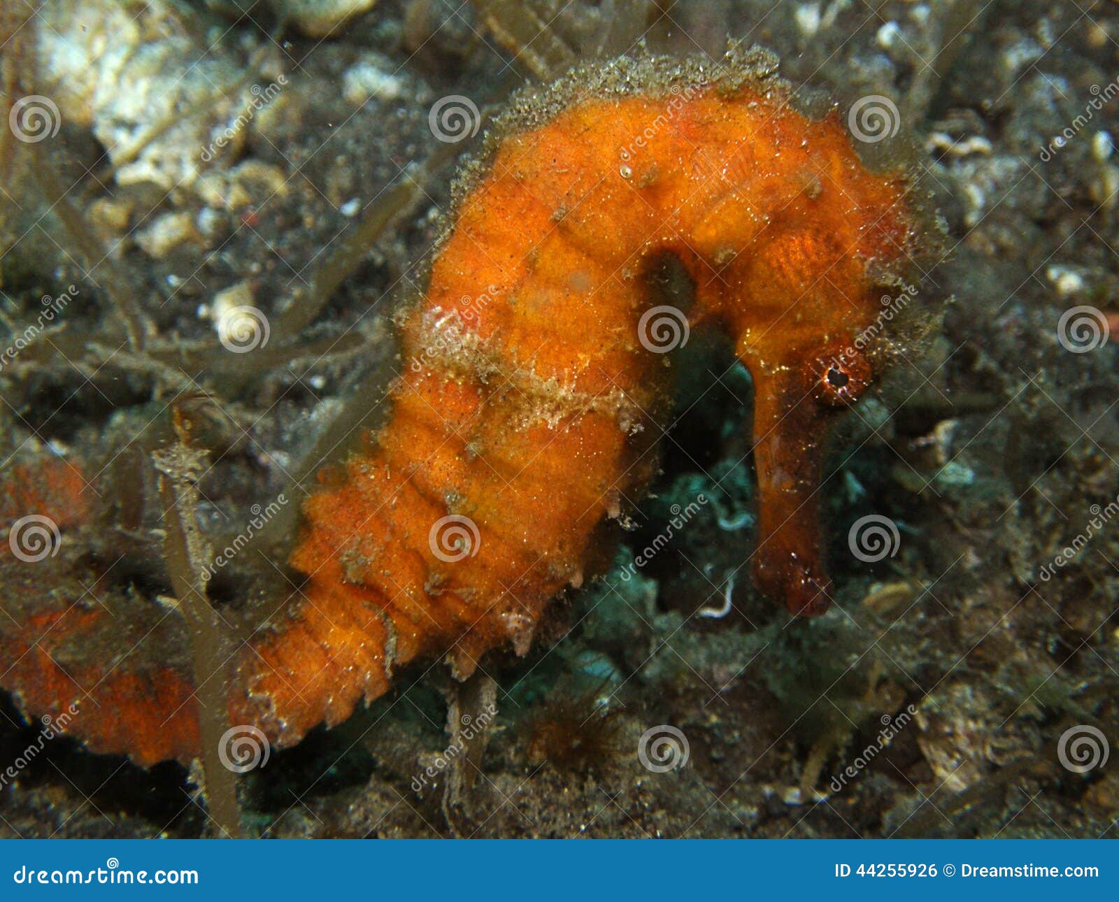 Hippocampe orange photo stock. Image du récif, normal 44255926