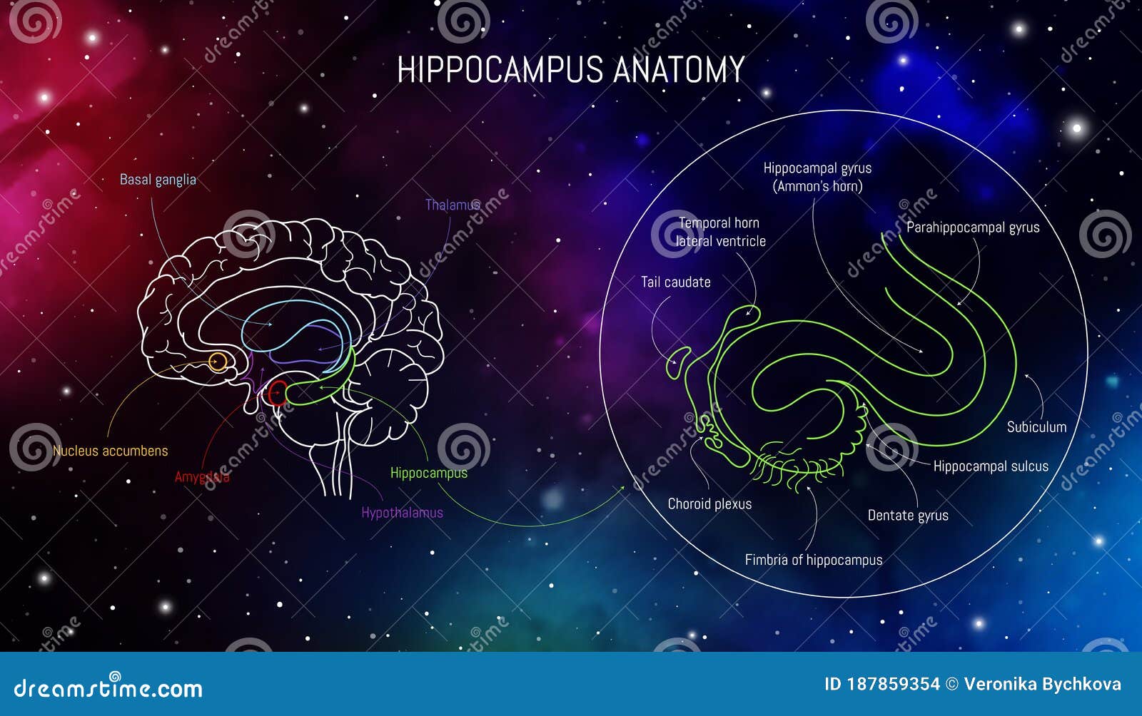 Hippocampus Anatomy and Structure Neuroscience Infographic on Space Biology Diagrams