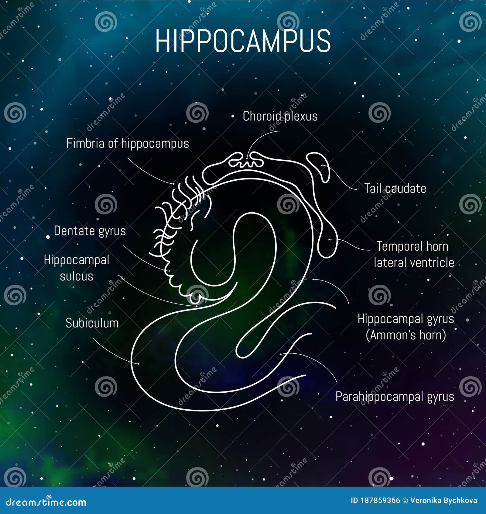 Hippocampus Anatomy And Structure. Neuroscience Infographic On White ... Biology Diagrams
