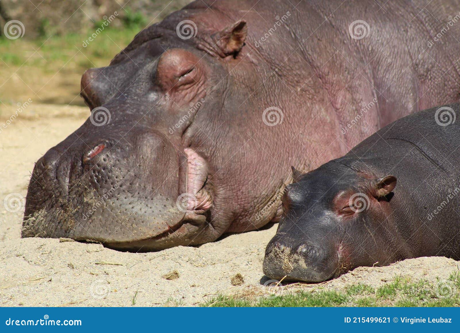 hippopotame et sa maman qui dorment