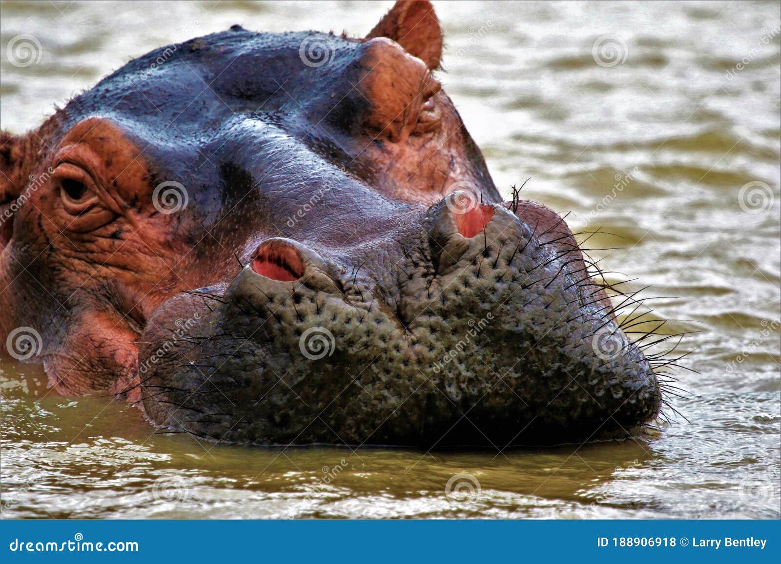 a hippopotamus rests peeps out of the water as it lazes in the water